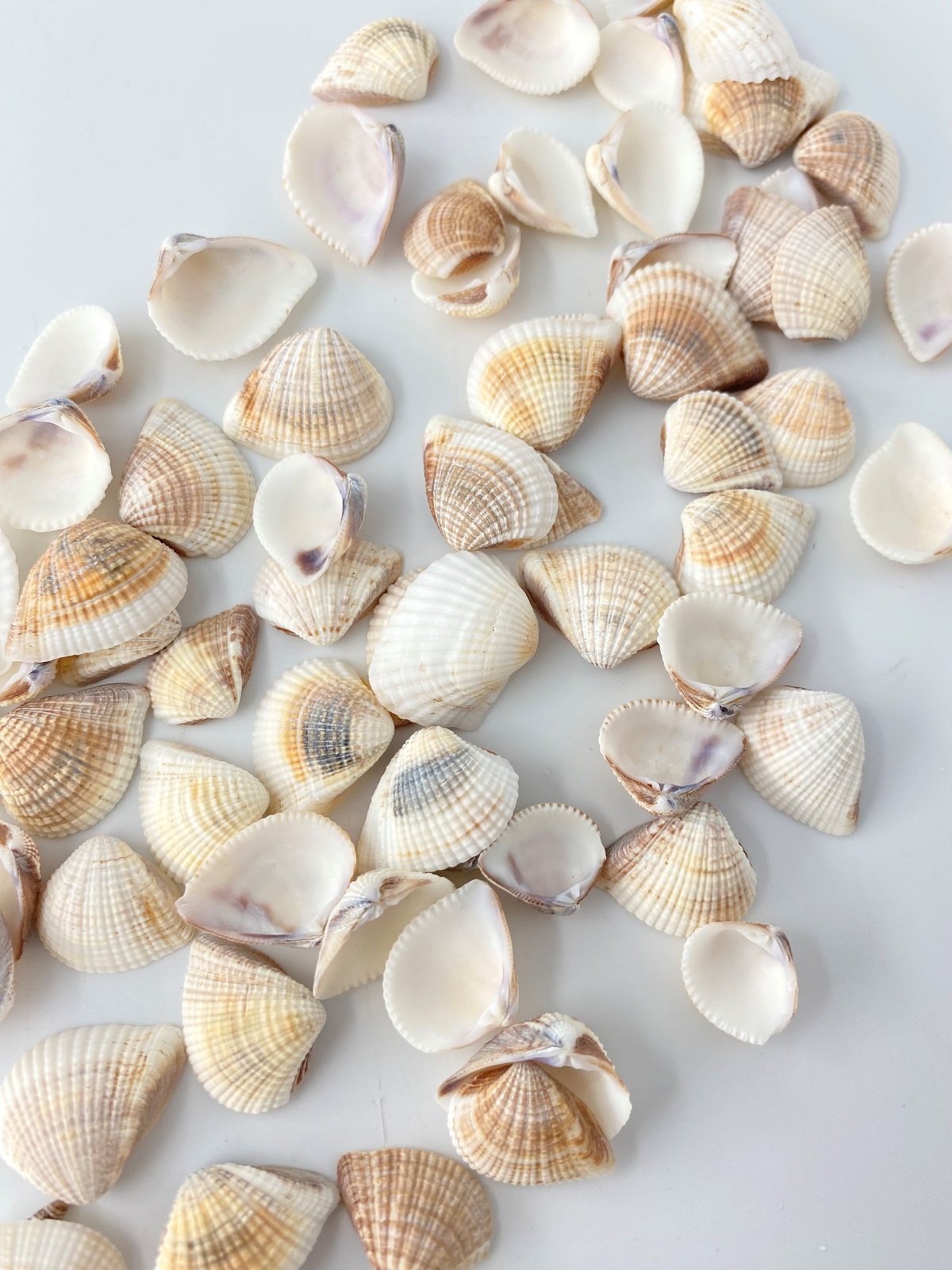 シオヤガイ【約1.5～2ｃｍ】[メール便可-300ｇまで]  En: Anomalocardia squamosa (Size:1.5-2cm)