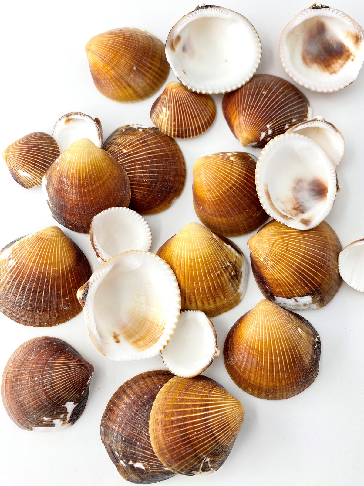 ソメワケグリガイ片面【約 2.0～4.0ｃｍ】[メール便可-400ｇまで]　　  En: Glycymeris reevei (size:2-4cm）