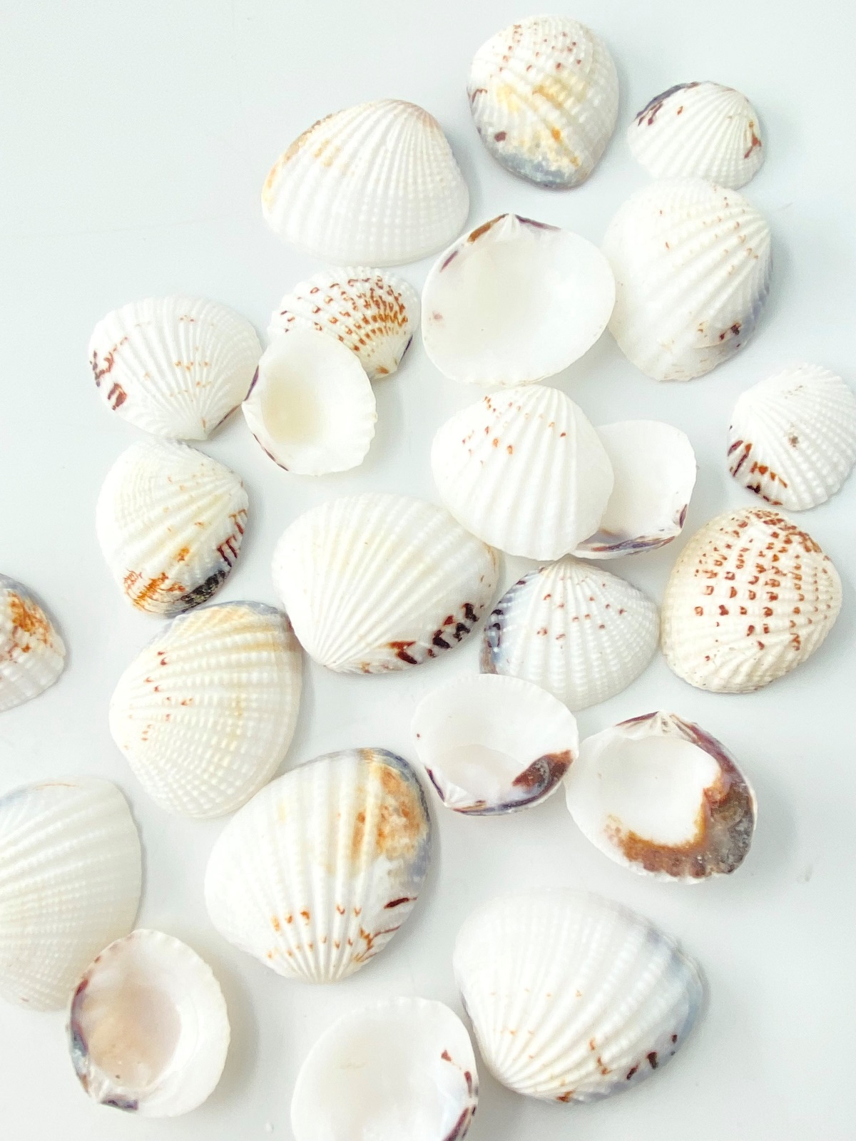 ベニウスクラム【約2.5～4.0ｃｍ】[メール便可-400ｇまで]    En:Venus Clam (size:2.5-4cm)