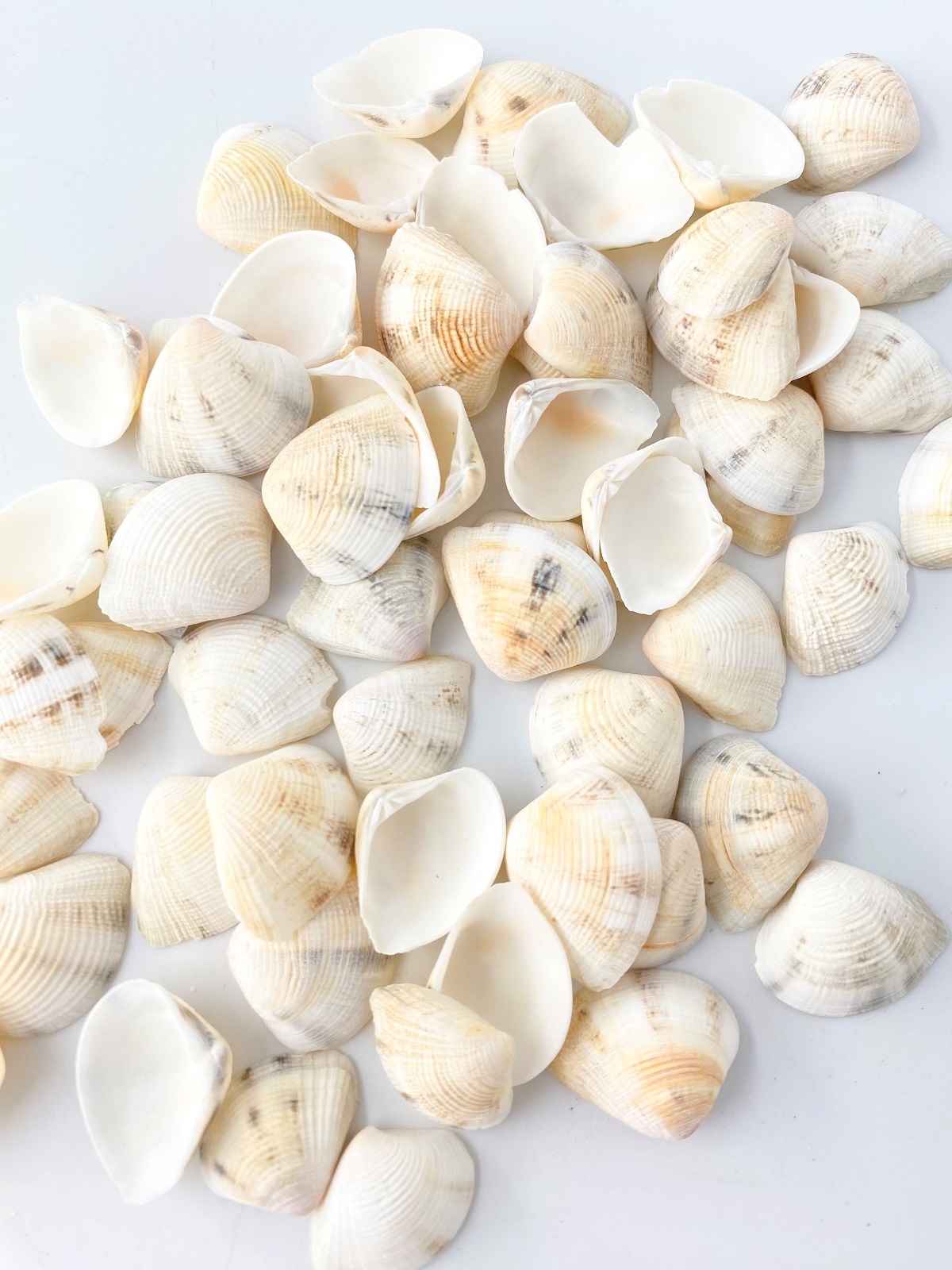 サンカクアサリ【約1.5～2.5ｃｍ】[メール便可-300ｇまで]   En: TRG clam (size: 1.5-2.5cm)