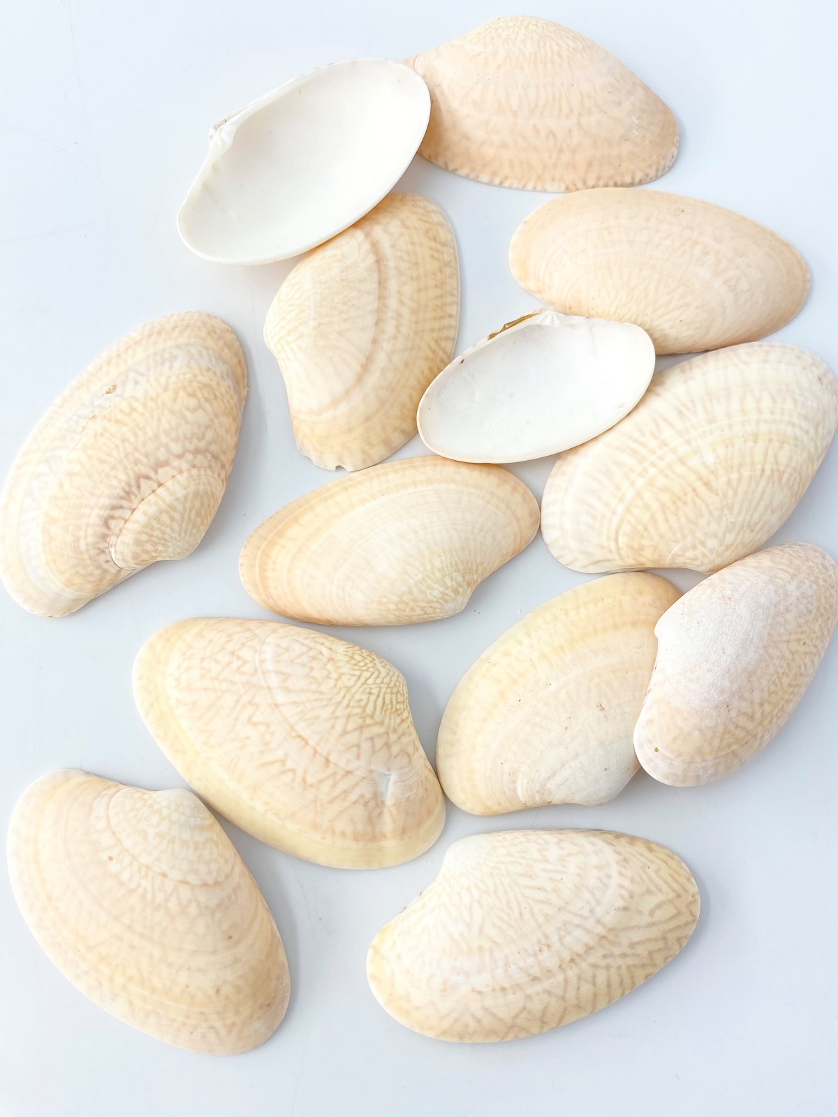 イヨスダレガイ【約4～7ｃｍ】[メール便可-300ｇまで]  En: Paphia undulata(Size:4-7cm)