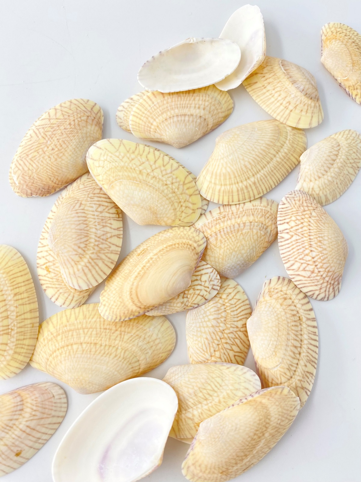 ナイロン(サラサスダレガイ)【約4.0～5.0ｃｍ】[メール便可-200gまで]    En:  Nylon Shell (Size:4-5cm)