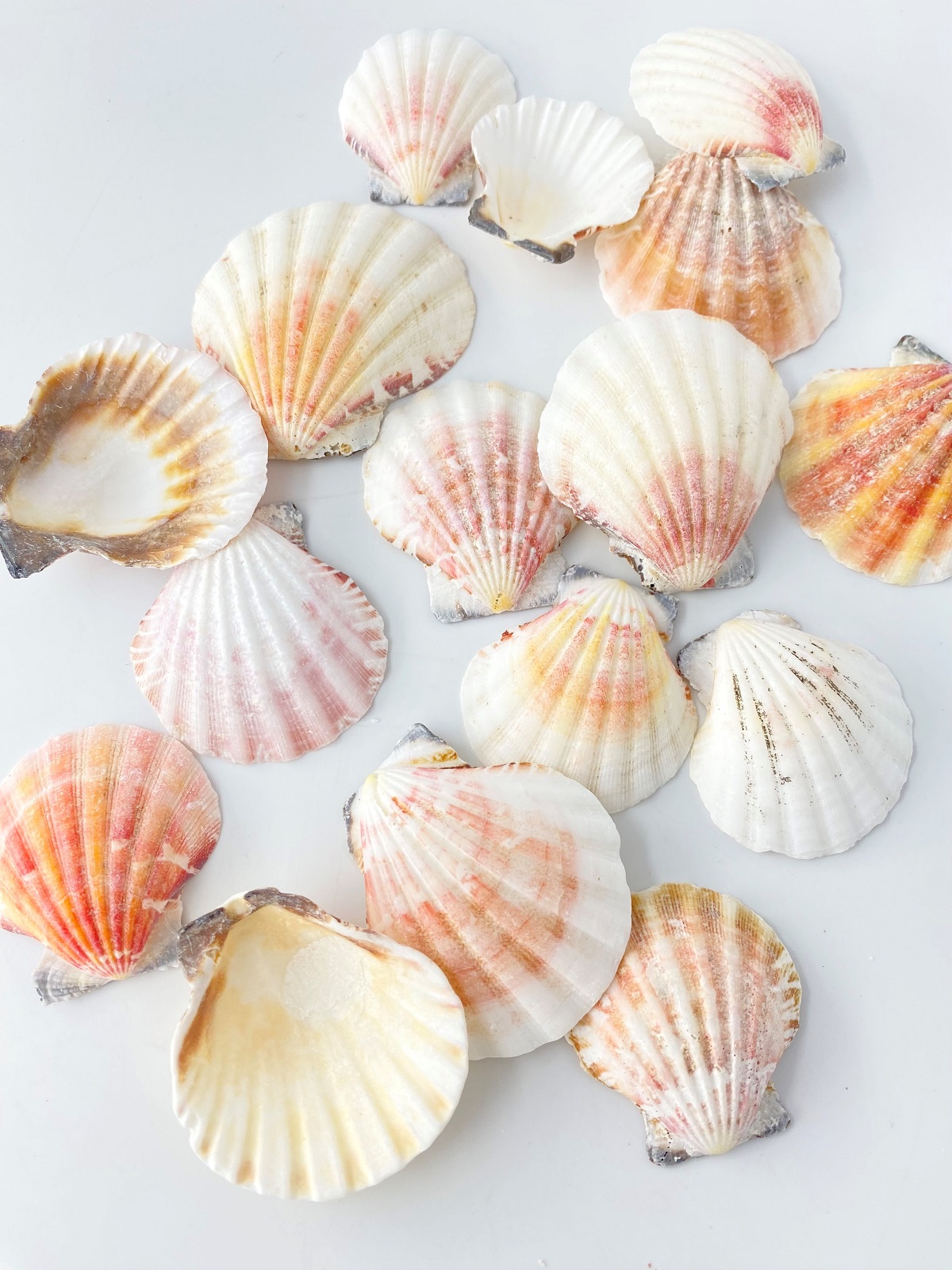 貝殻の問屋さん- 世界の貝殻・自然素材・サンゴ砂を直輸入・卸売通販