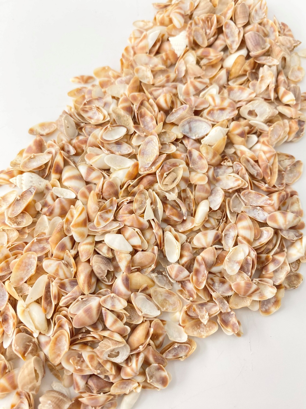 サンパギータブラウン【約0.5～1.5ｃｍ】[メール便可-400ｇまで]  En: sanpaguita brown (Size:0.5-1.5cm)