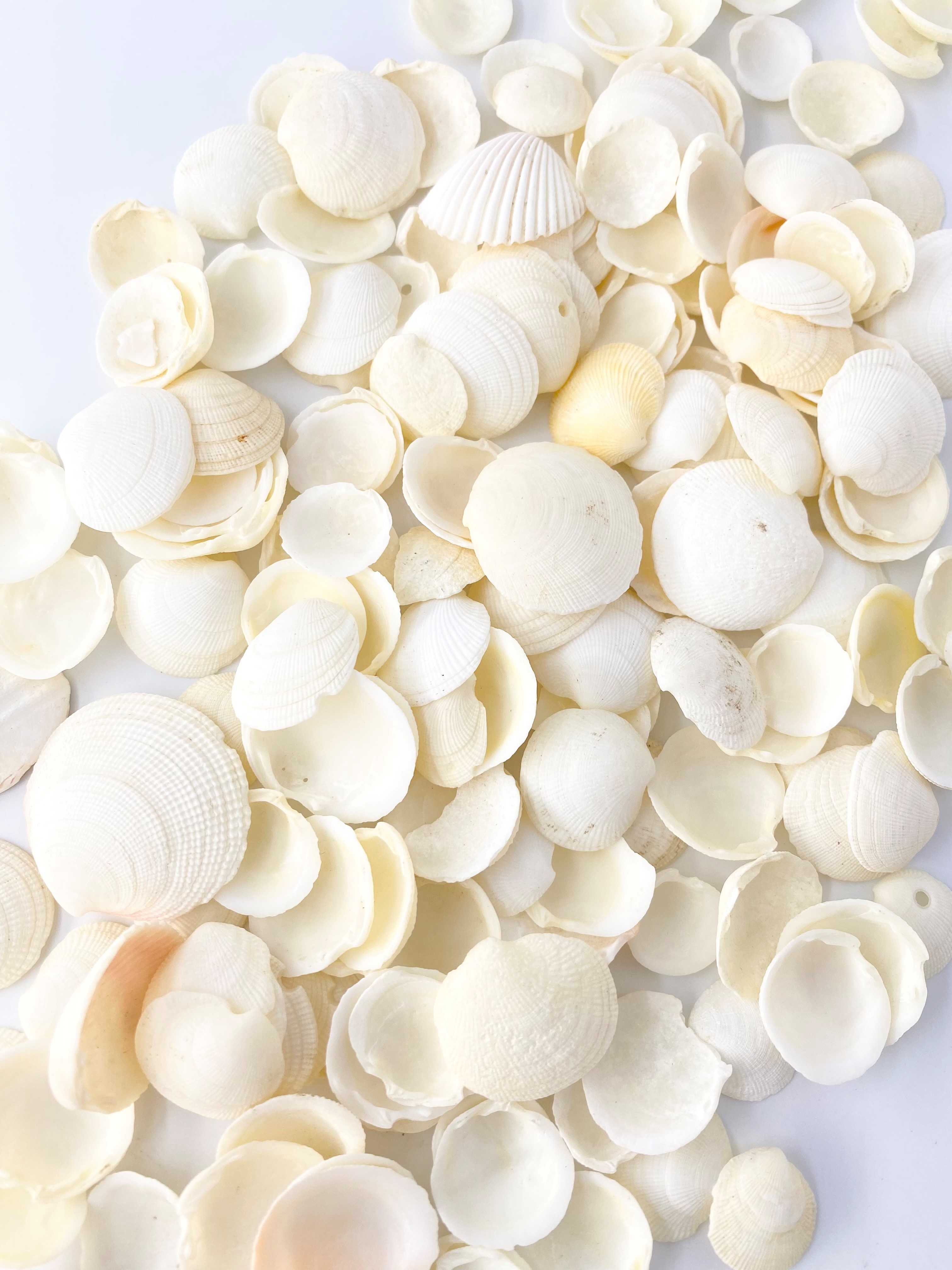 ミニツキガイ【約1.5～3.0ｃｍ/500ｇ】[メール便可-1袋まで]　En:  Codakia tigerina (Size:1.5-3cm, per 500g)