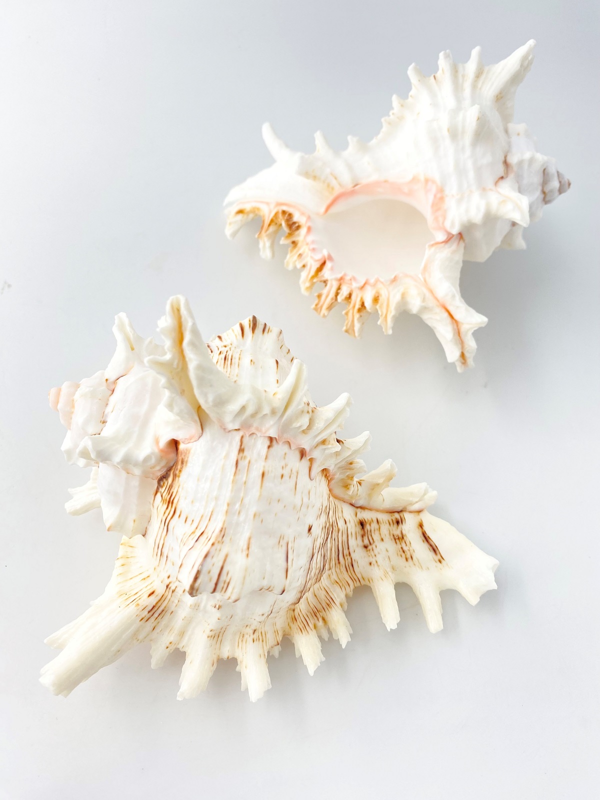 テングガイ【約14～16ｃｍ】En: Murex Ramosu (size:14-16cm) 貝殻