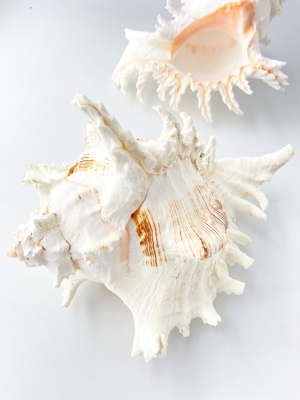 テングガイ【約24～27ｃｍ/1個】En: Murex Ramosu (size:24-27cm, per 1pc) 貝殻