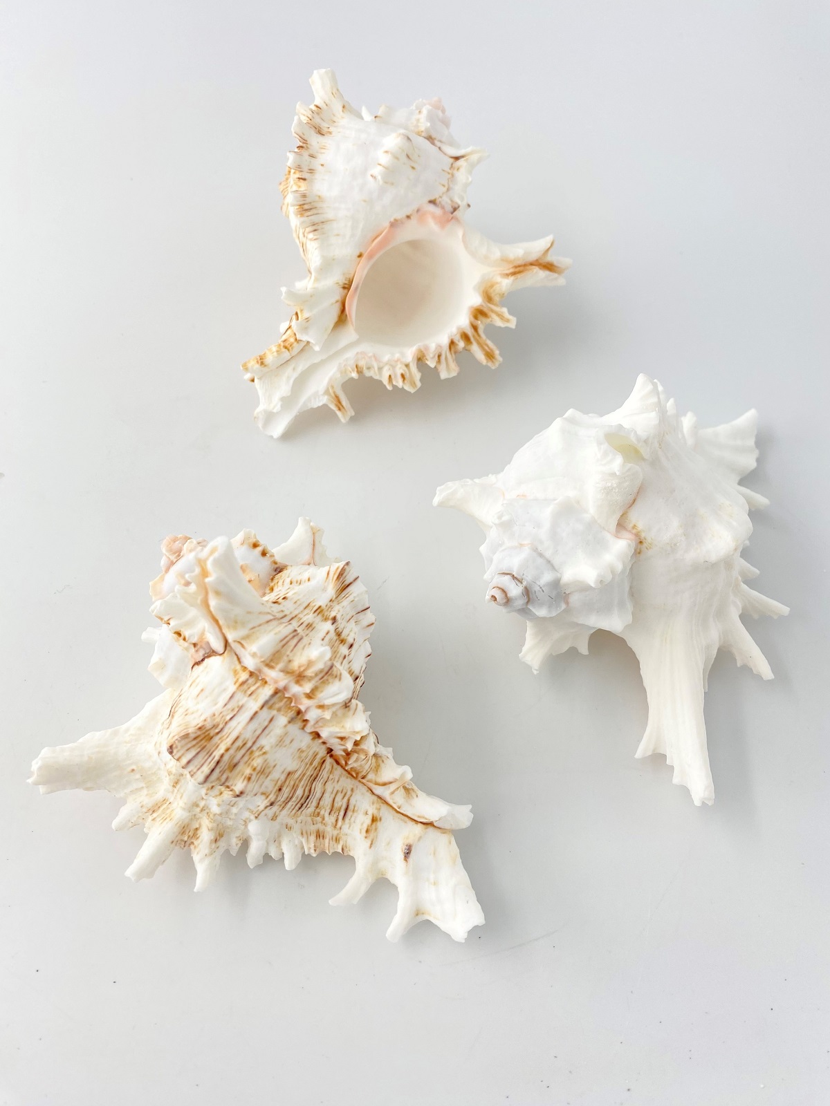 テングガイ【約10～12ｃｍ】En: Murex Ramosu (size:10-12cm) 貝殻