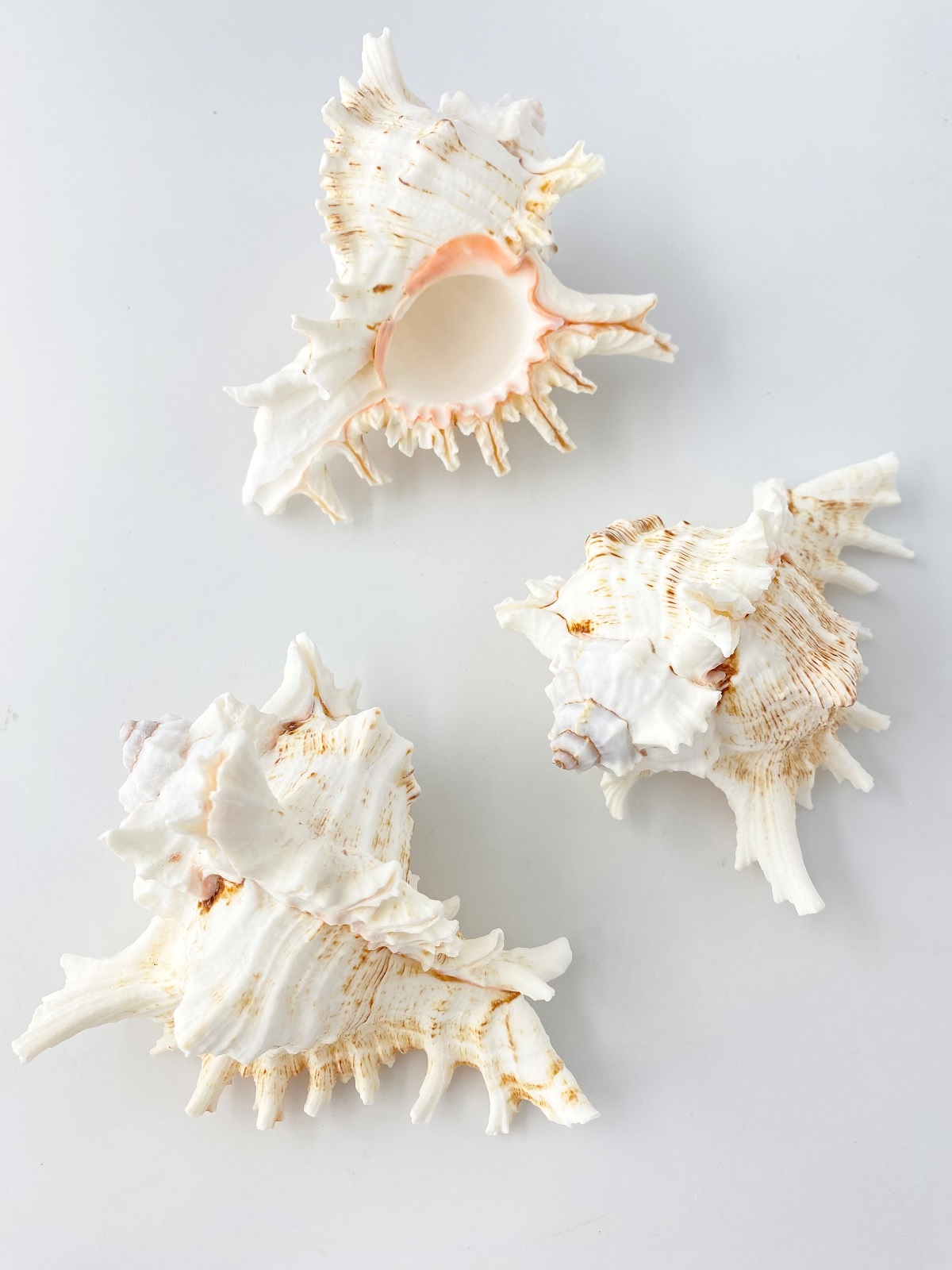 テングガイ【約12～14ｃｍ】En: Murex Ramosu (size:12-14cm) 貝殻