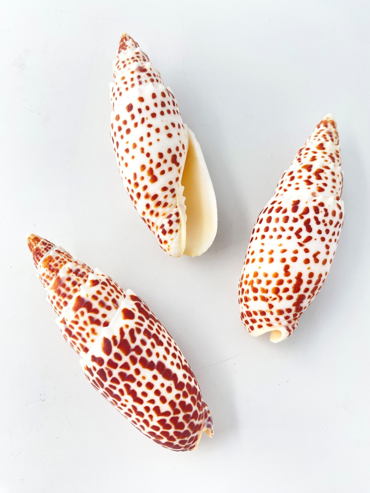 オニノキバフデ【約11～12.5ｃｍ/1個】  En: Mitra papalis (Size11-12.5cm, per 1pc) 貝殻