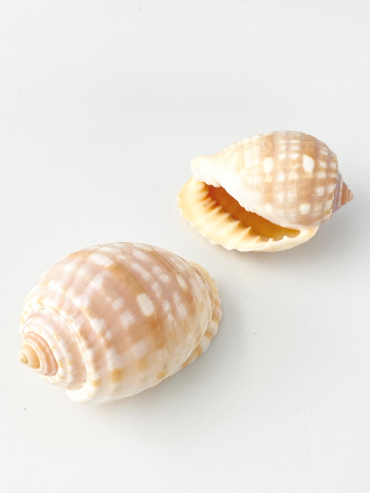 イワカワトキワガイ【約5.5～6.5cｍ/1個】 En: Malea pomnm(Size:5.5-6.5cm, per 1pc) 貝殻
