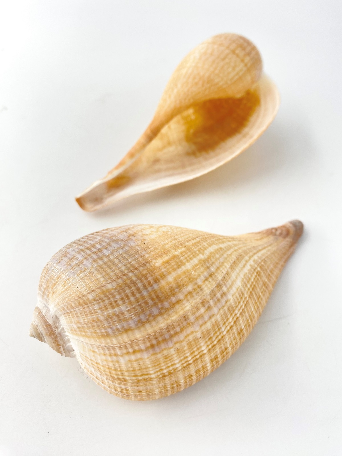 オオビワガイ【約11～13cｍ/1個】  En:Ficus gracilis (Size11-13cm, per 1pc) 貝殻