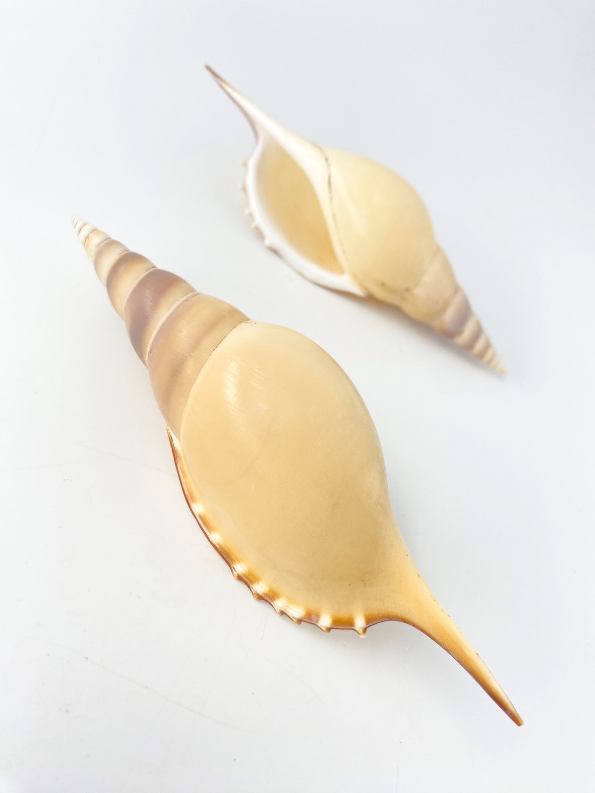 ワタナベボラ【約12～14ｃｍ】 En:Tibia martini (Size:12-14cm) 貝殻