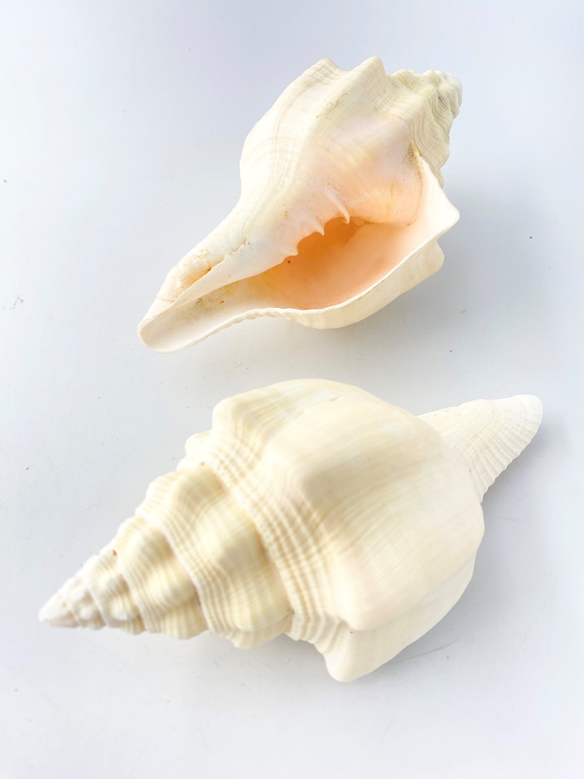 クチベニシャンクガイ【約20～22ｃｍ/1個】 En: Turbinella angulata(Size:20-22cm, per 1pc) 貝殻