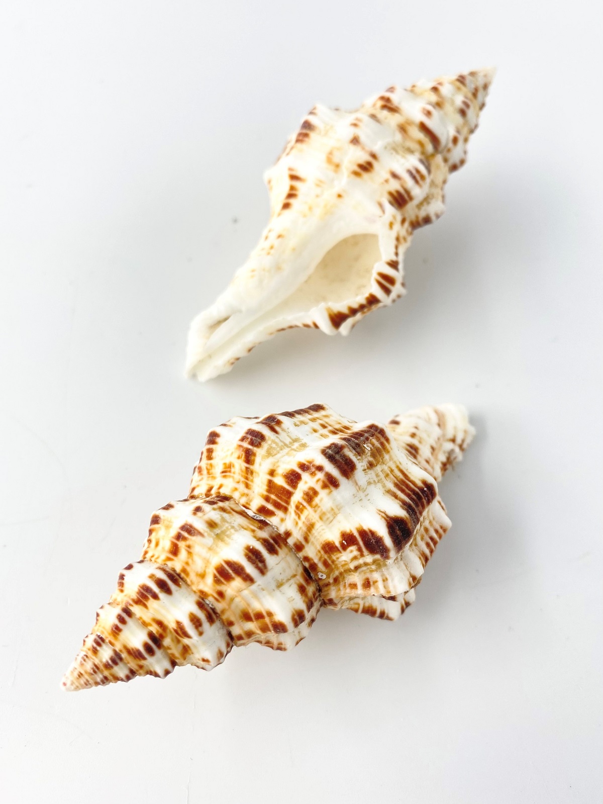 ツノマタモドキ【8.5ｃｍ前後/1個】 En: Peristernia nassatula (Size:approx.8.5cm, per 1pc) 貝殻