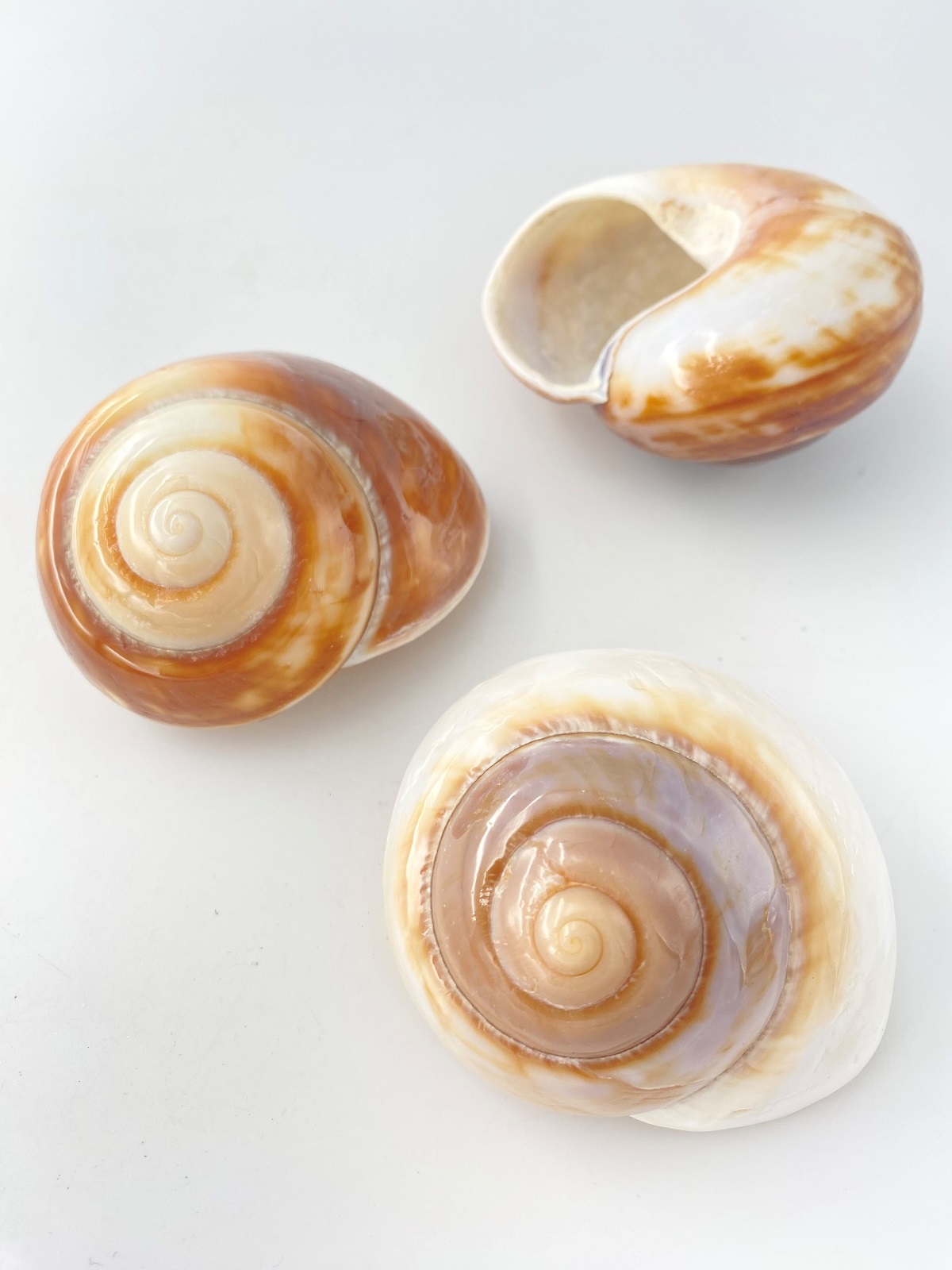 ラマルキアナ磨き(カドバリオオマイマイ)【7ｃｍ前後/1個】 En: Ryssota Lamarkiana buffed (Size:7cm, per 1pc) 貝殻