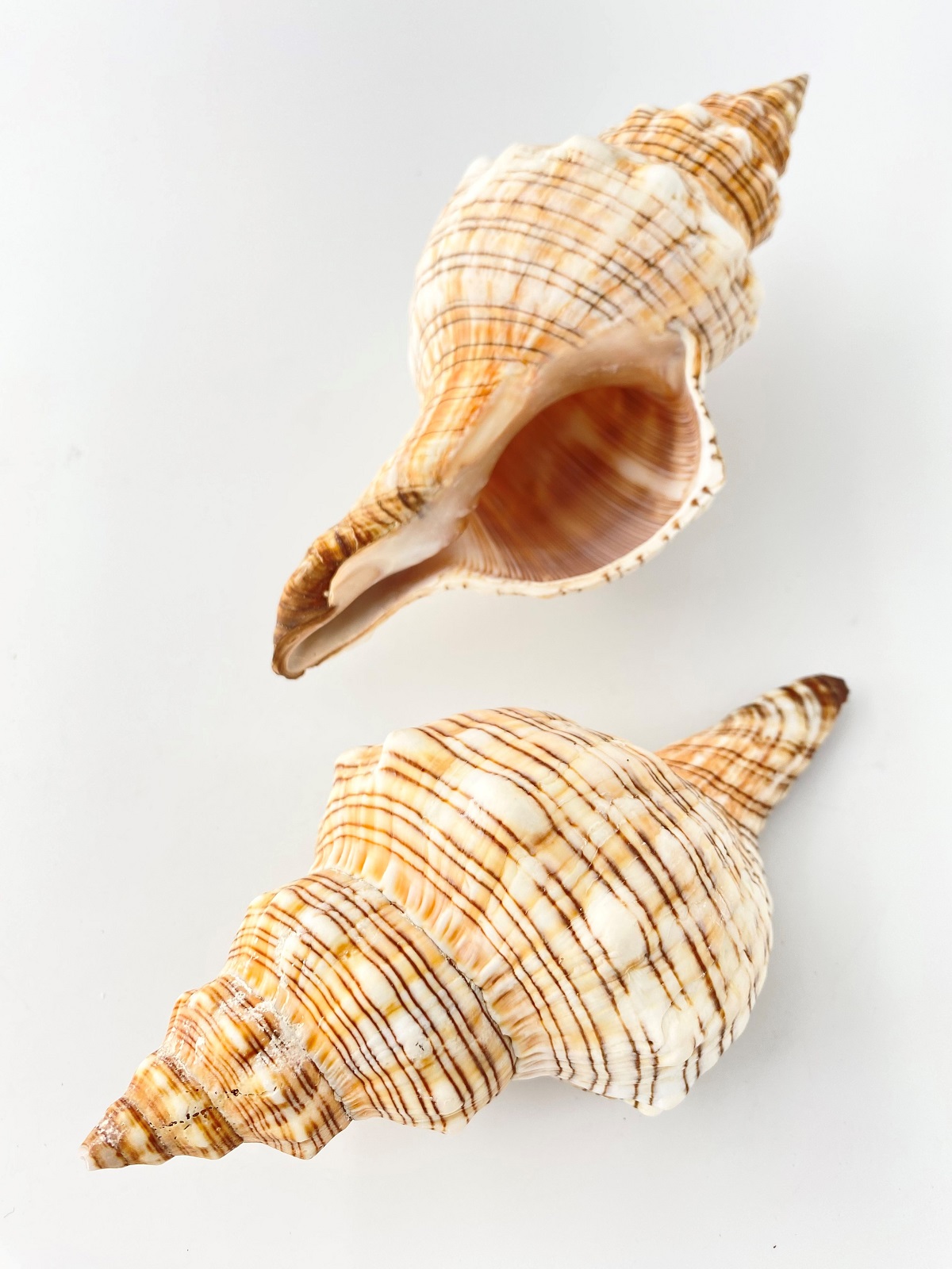 イトマキボラ【約16±1ｃｍ】En: Facsciolaria Trapezium (size:16±1cm) 貝殻