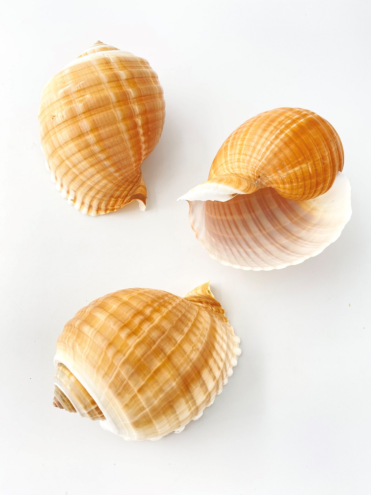 スジウズラ【約12～14ｃｍ】En: Tonna olearium (size:12-14cm) 貝殻