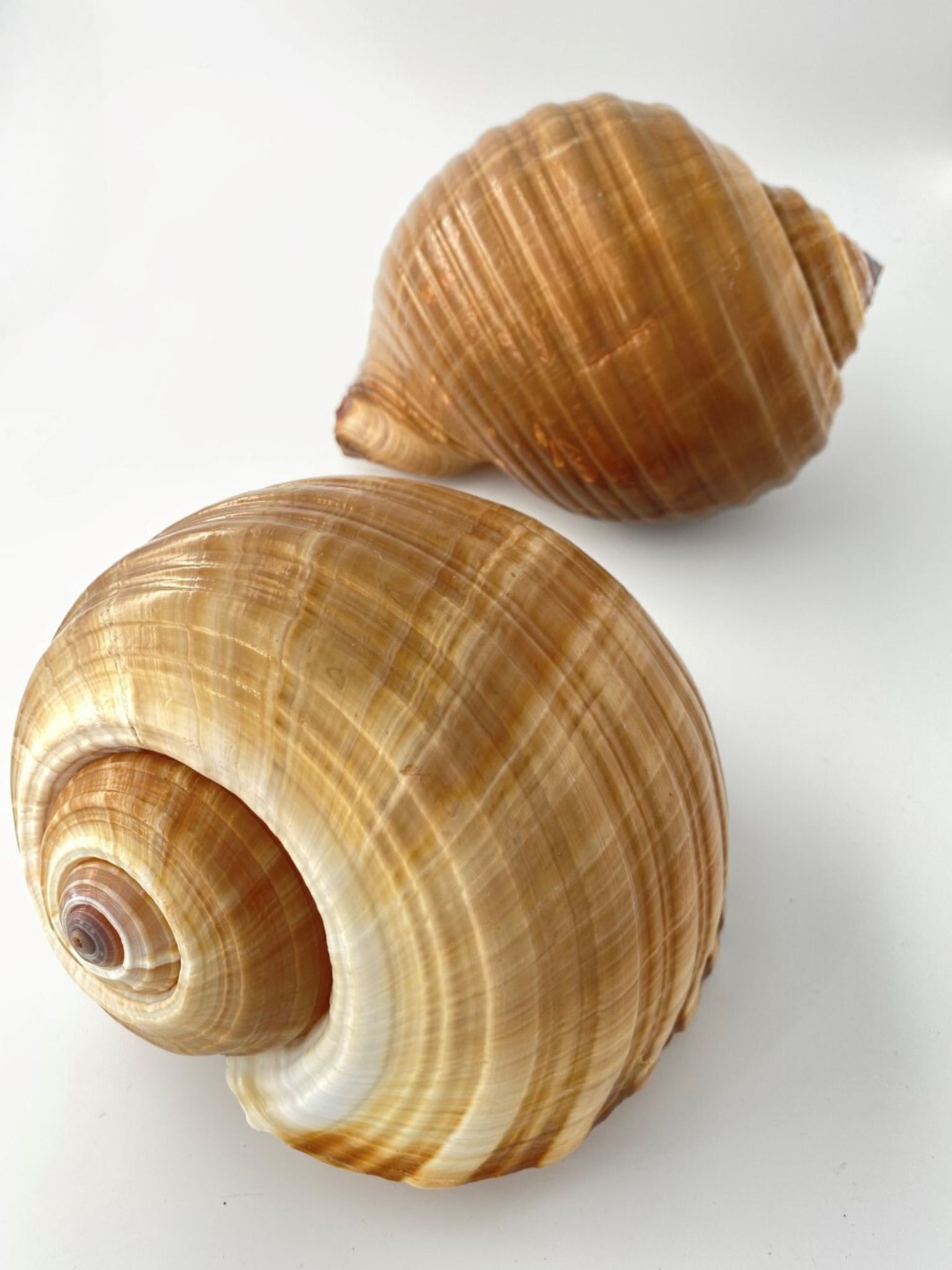 スジウズラ【約21ｃｍ前後/1個】En: Tonna olearium (size:21cm, per 1pc) 貝殻