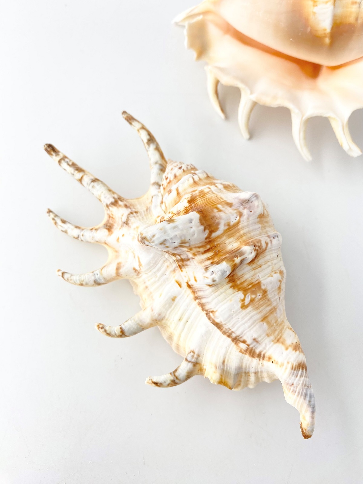クモガイタイガー【13ｃｍ前後】En: Lambis Lambis - Tiger (size:13cm) 貝殻