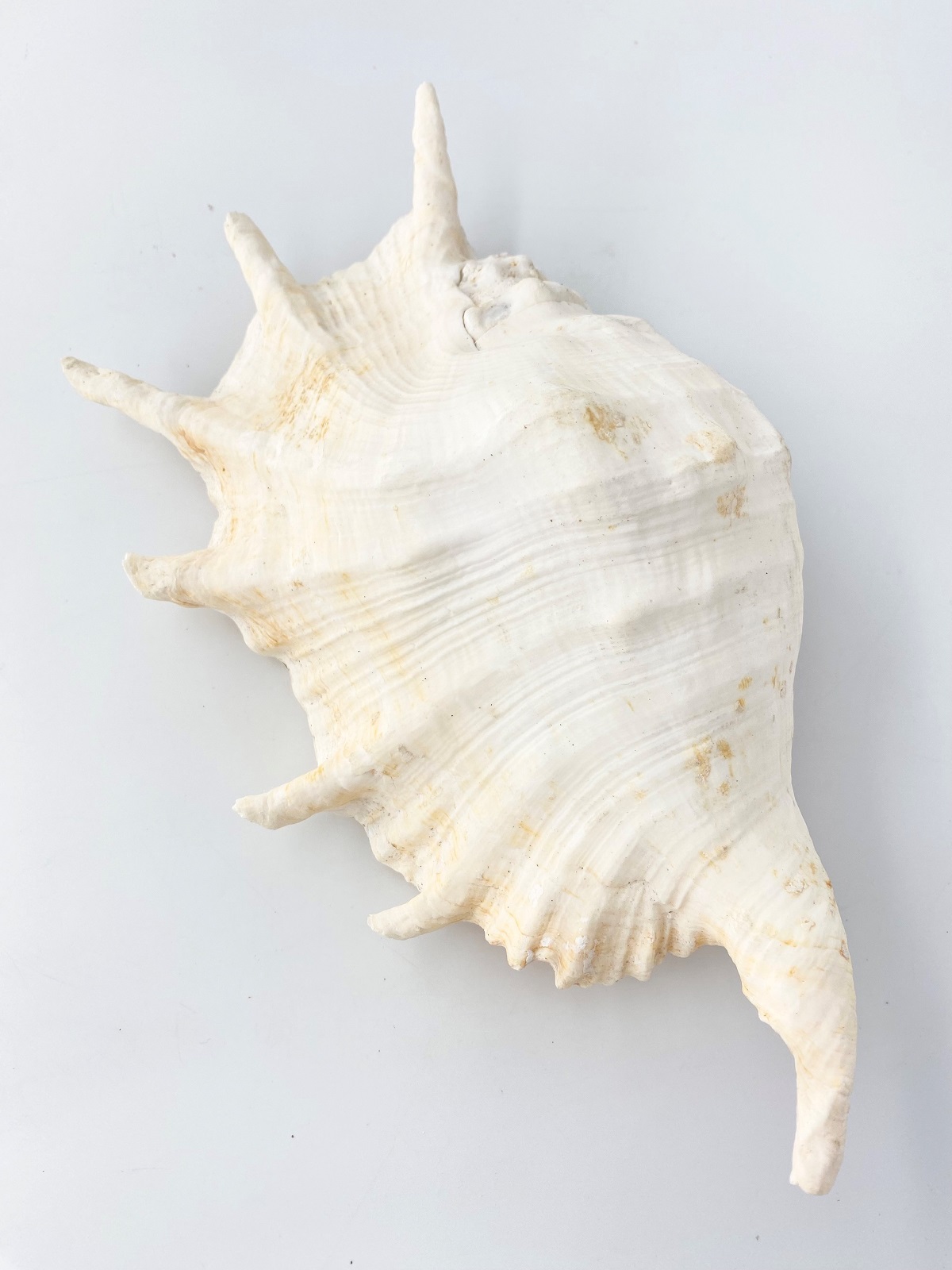 ラクダガイ【約30ｃｍ前後/1個】  En: Giant spider conch(Size:30cm, per 1pc) 貝殻