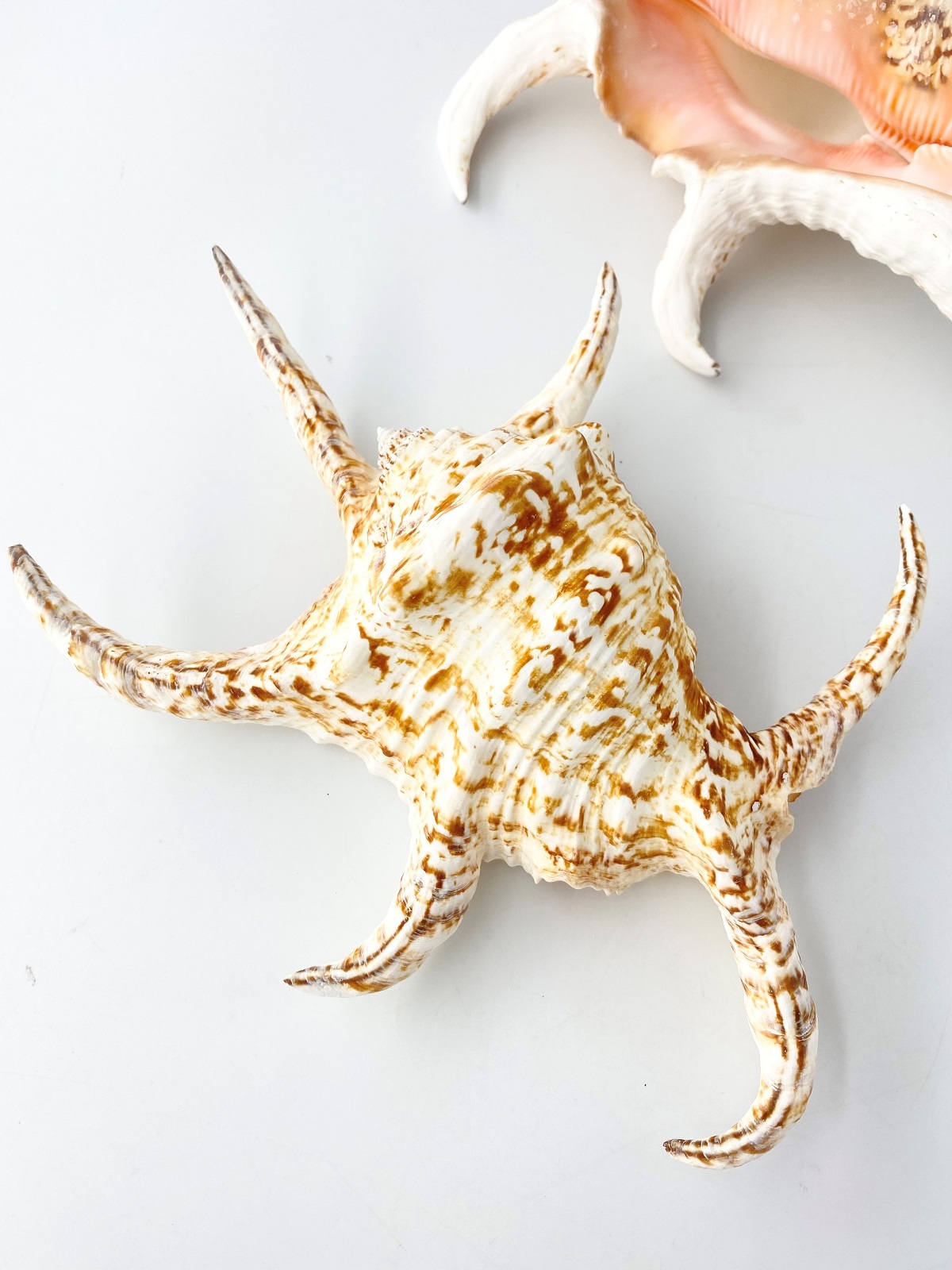 スイジガイ(水字貝)特大【22ｃｍ前後/1個】En: Lambis chiragra  (size:22cm, per 1pc) 貝殻