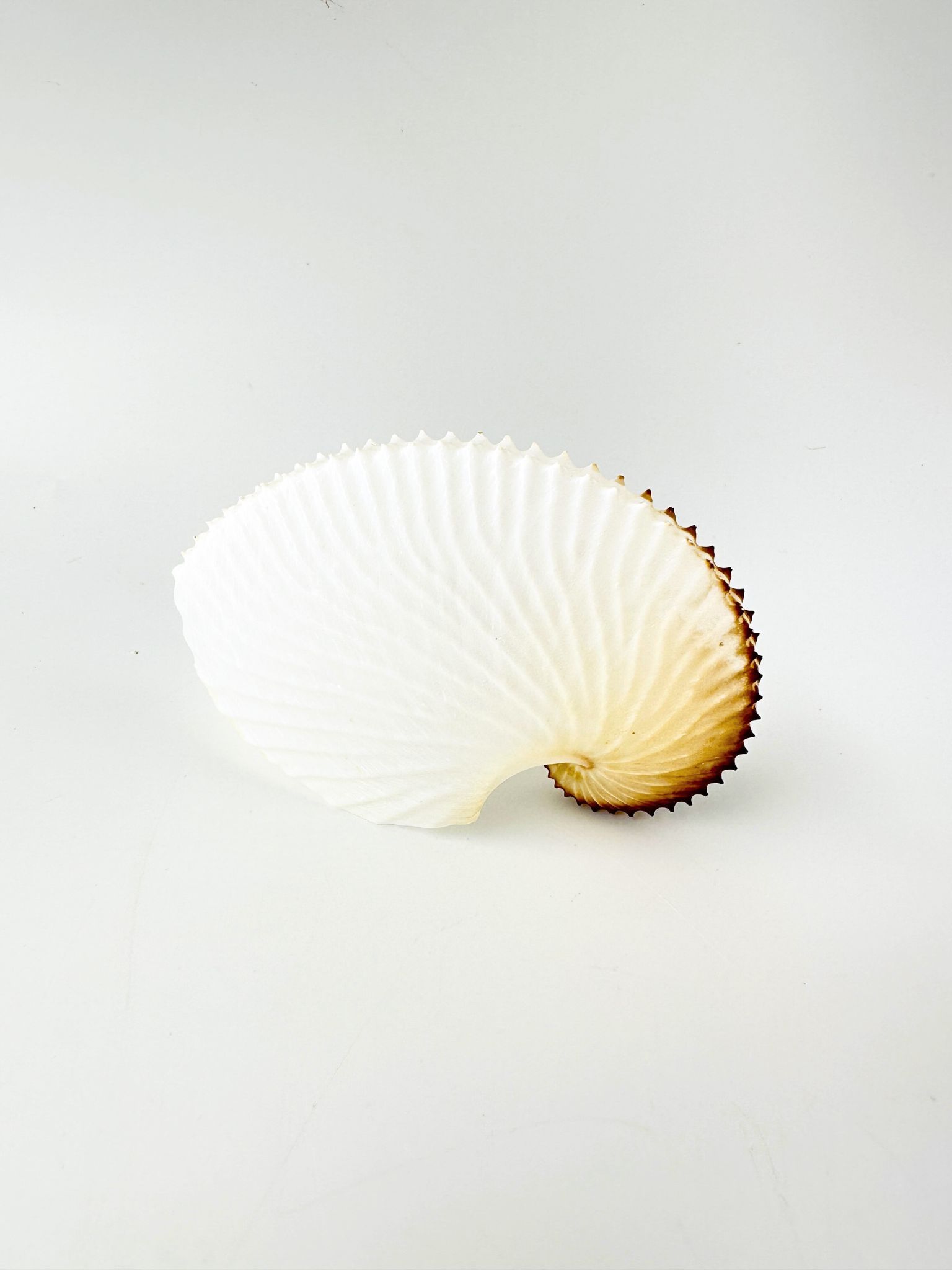 アオイガイ(国産）【11ｃｍ以下/1個】  - Not for overseas sale -