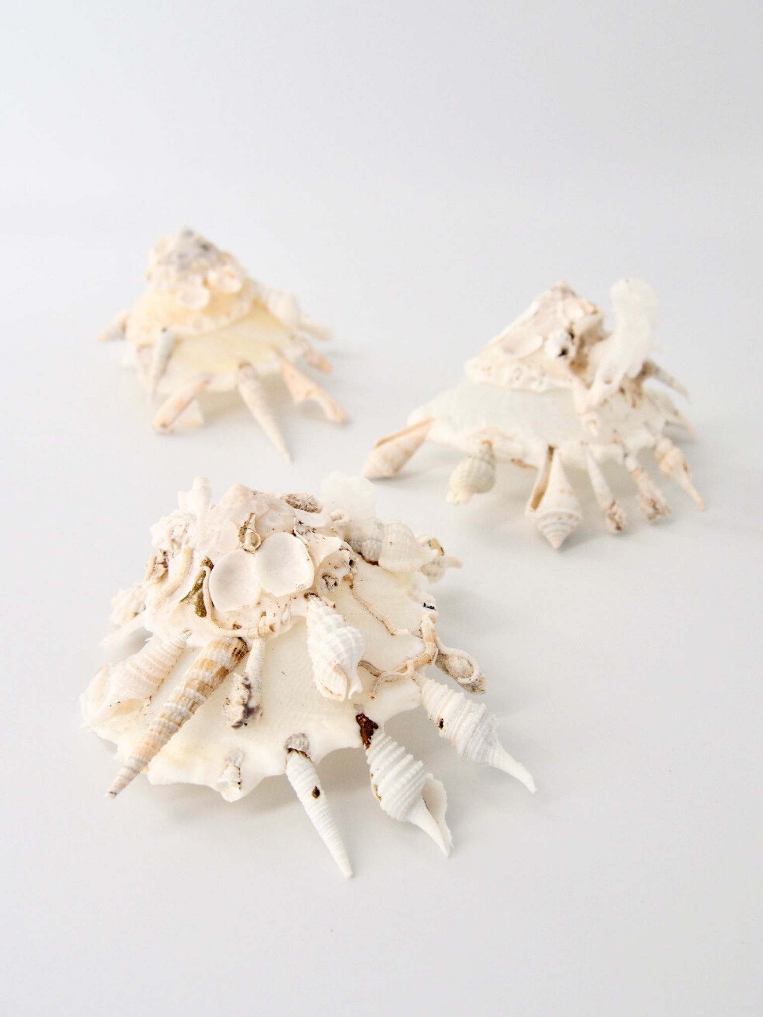 クマサカガイB品【約8～10ｃｍ/1個】  En:Pallid Carrier (Size:8-10cm, per 1pc)