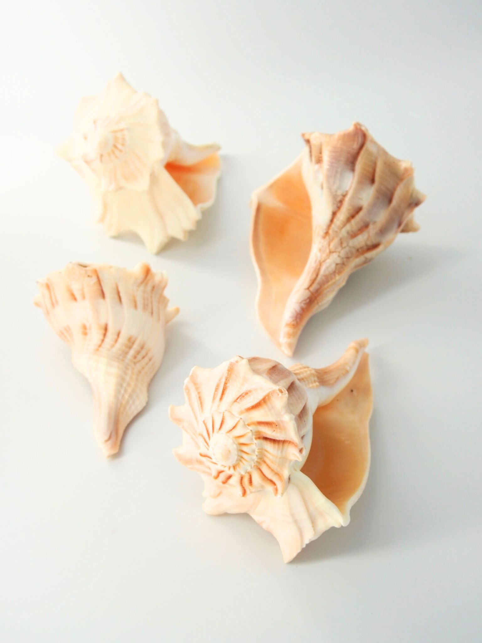 ヒダリマキコブシボラ【約12～15ｃｍ前後/1個】 En:Busycon perversum (size:approx.12-15cm, per 1pc) 貝殻