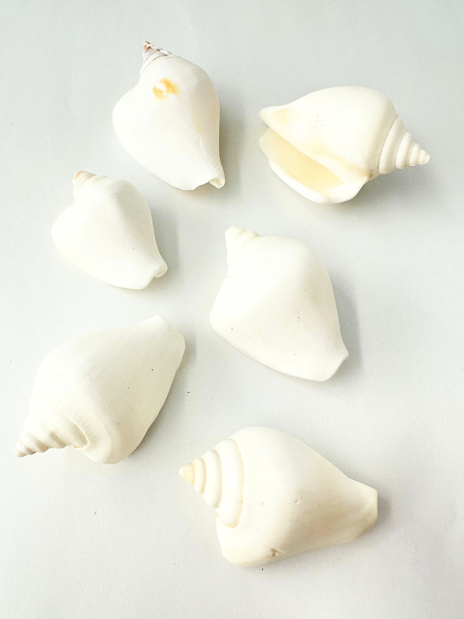 カナリウム ホワイト(サザナミスイショウガイ)【約4～6ｃｍ 】[メール便可-300ｇまで]     En:  Strombus Canarium -white-(Size:4-6cm) 貝殻