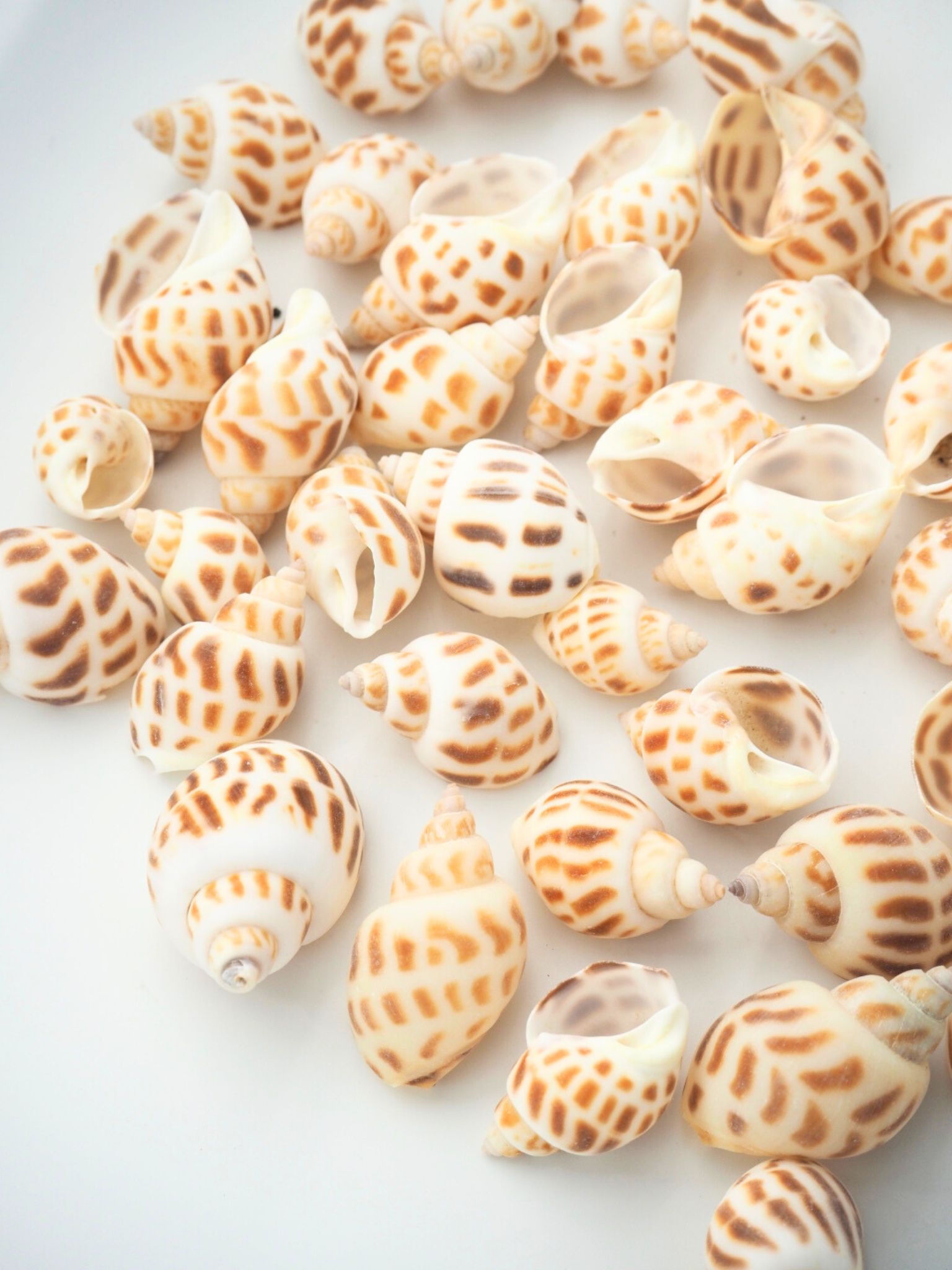 バイガイ-小-【約2～3ｃｍ】[メール便可-200g]　En:  Babalonia Areolata (Size:2-3cm) 貝殻