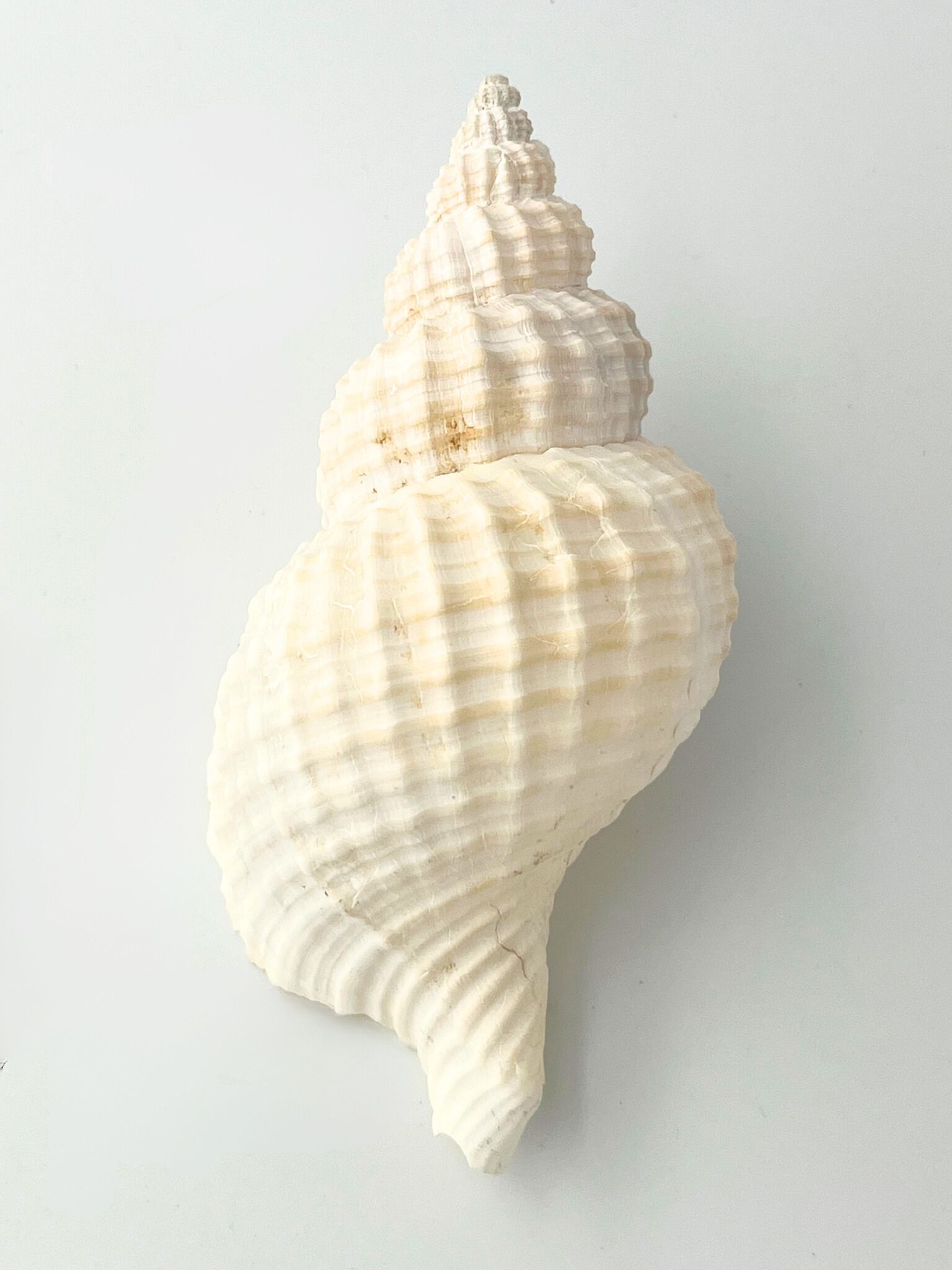 アヤボラL【10ｃｍ以上/5本入】  En: Oregon Triton (size: 10cmUP, per 5pcs) 貝殻