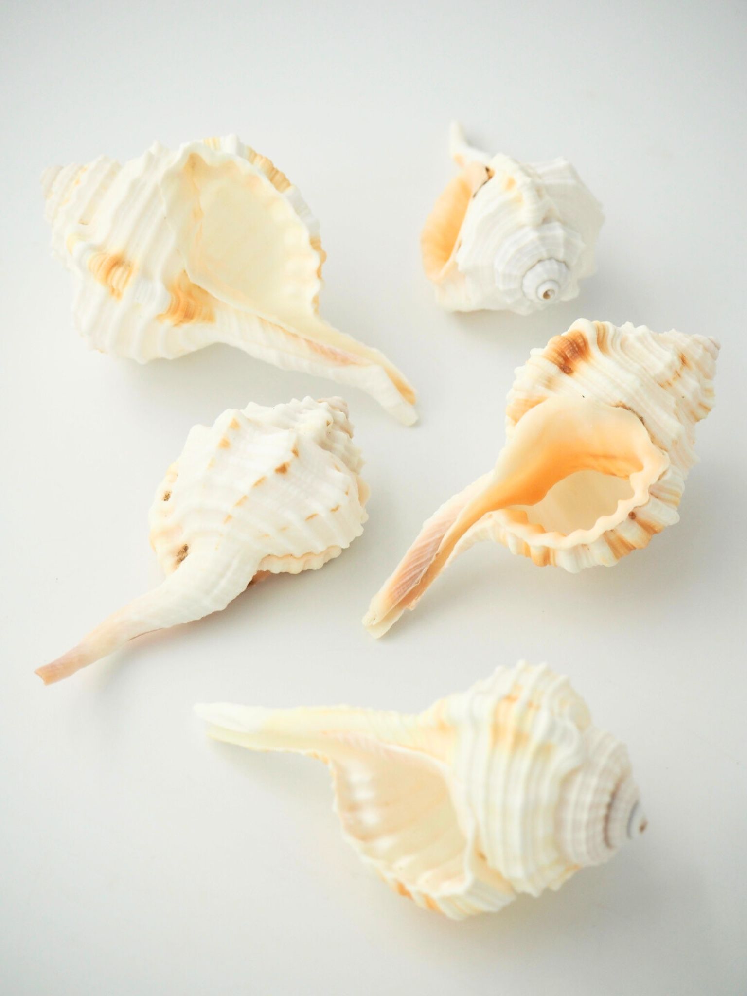 オナガガイ【5ｃｍ前後/5個】 En: Cymatium Caudatum (Size5cm, per 5pcs) 貝殻