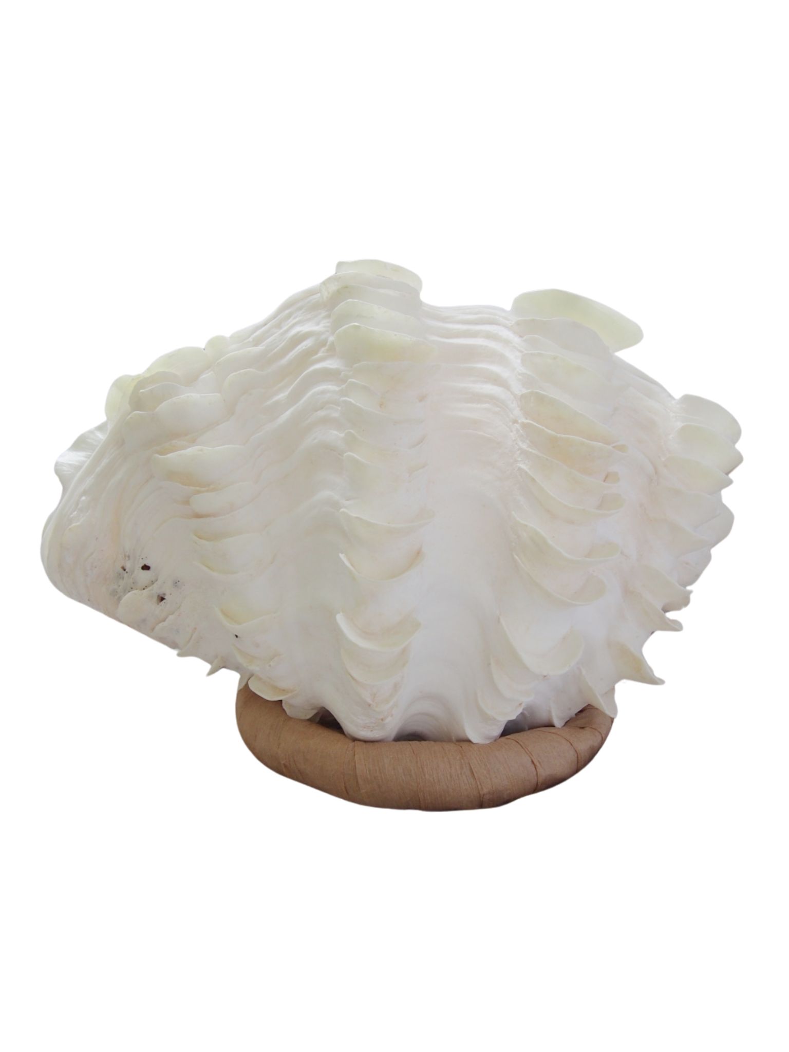 シャコガイ両面 現品 No.22（ヒレシャコガイ）【約36ｃｍ 8.5ｋｇ】 - Not for overseas sale -