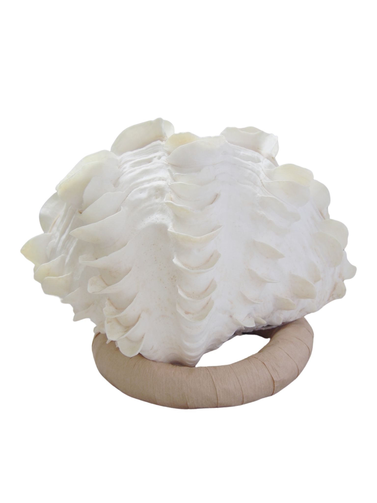 シャコガイ両面 現品 No.27（ヒレシャコガイ）【約26ｃｍ 3.6ｋｇ】 - Not for overseas sale -