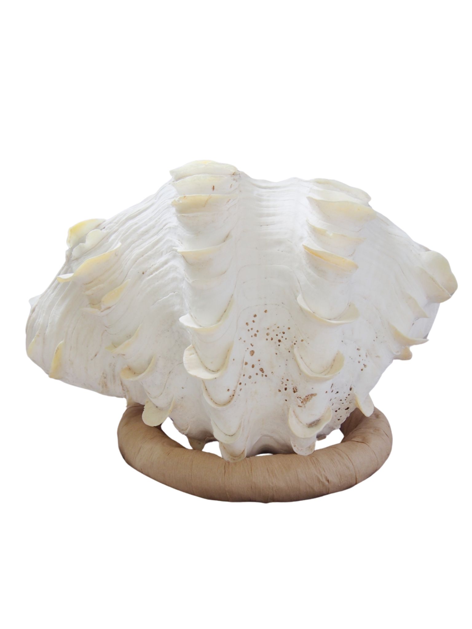 シャコガイ両面 現品 No.5（ヒレシャコガイ）【約38ｃｍ 11.7ｋｇ】 - Not for overseas sale -