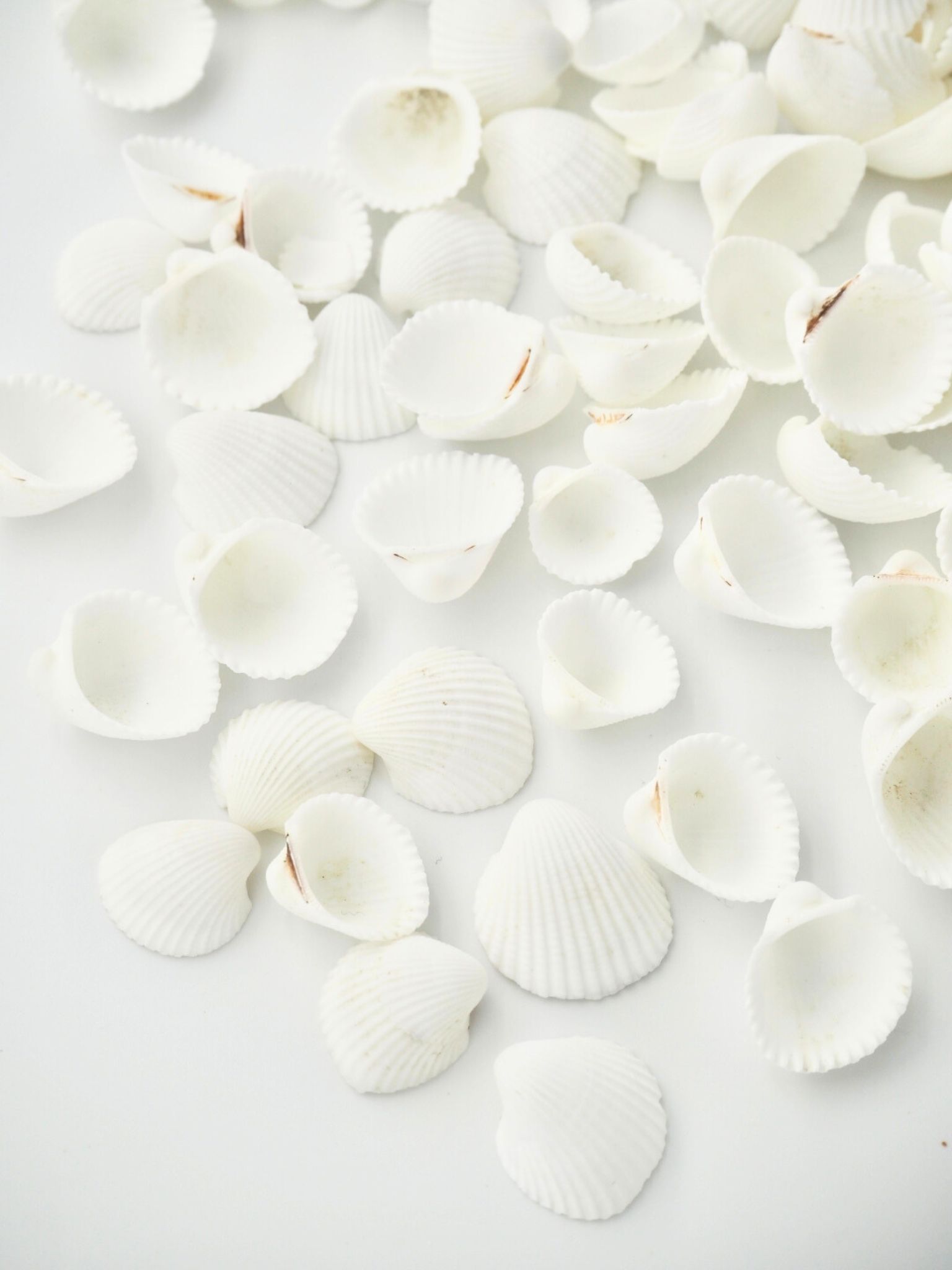 クラムローズ【約1.0～1.5ｃｍ】[メール便可-300ｇまで]  En:  Clam rose (size:1-1.5cm)