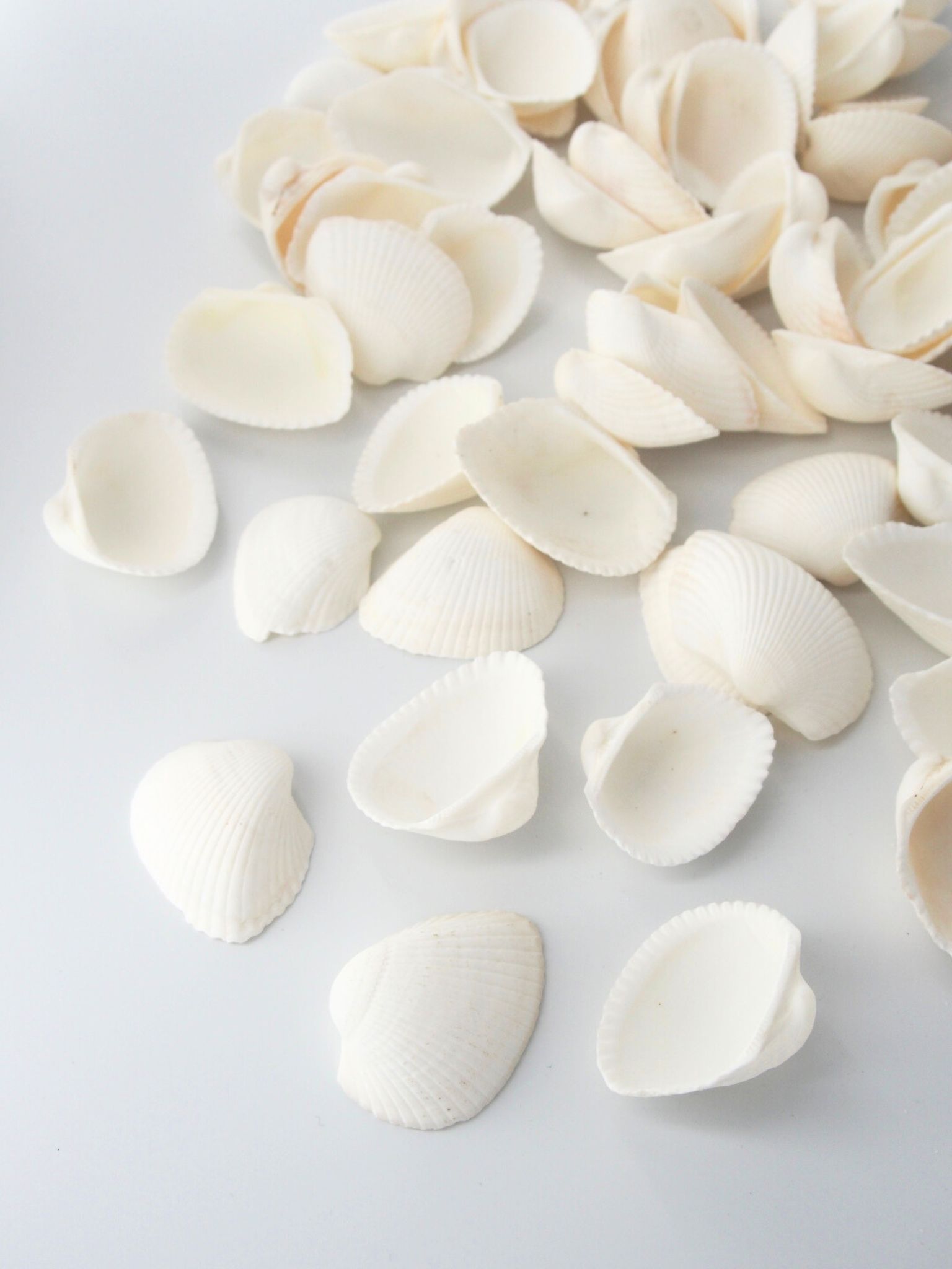 アルカ【4ｃｍ前後】[メール便可-400ｇまで] En: Arca Arca(size: approx. 3cm)