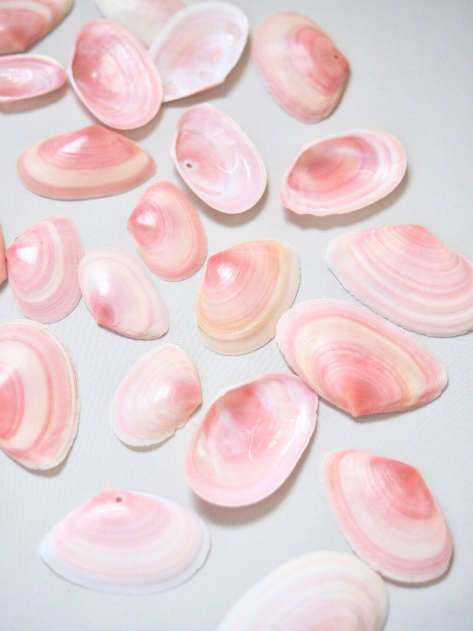 国産オオモモノハナ-片面-【約2.0～3.5ｃｍ/約10ｇ(約20枚)】[メール便可]