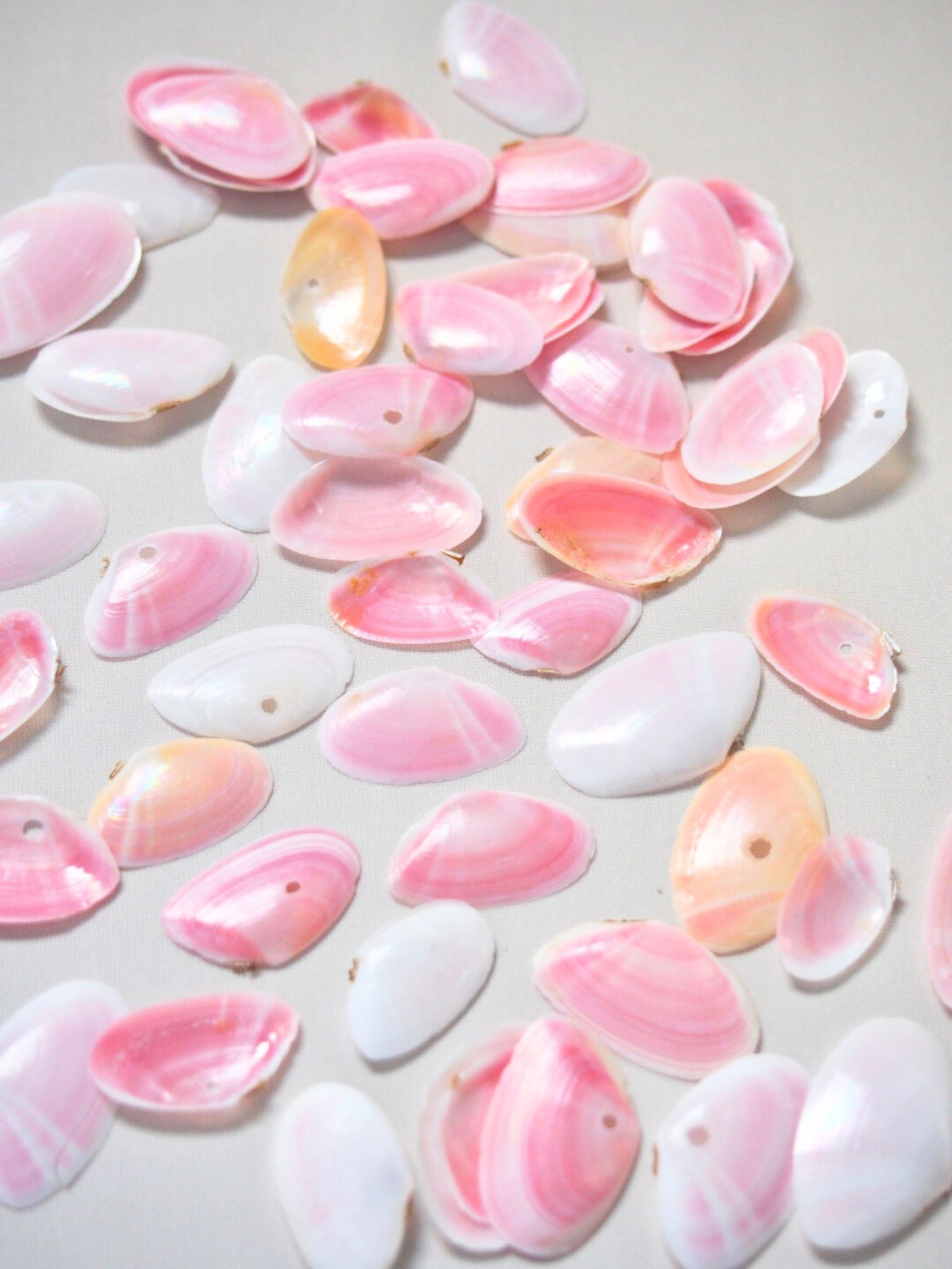 国産サクラガイ-片面-【約1.5～2.5ｃｍ/約5ｇ(約50枚)】[メール便可-12袋まで]