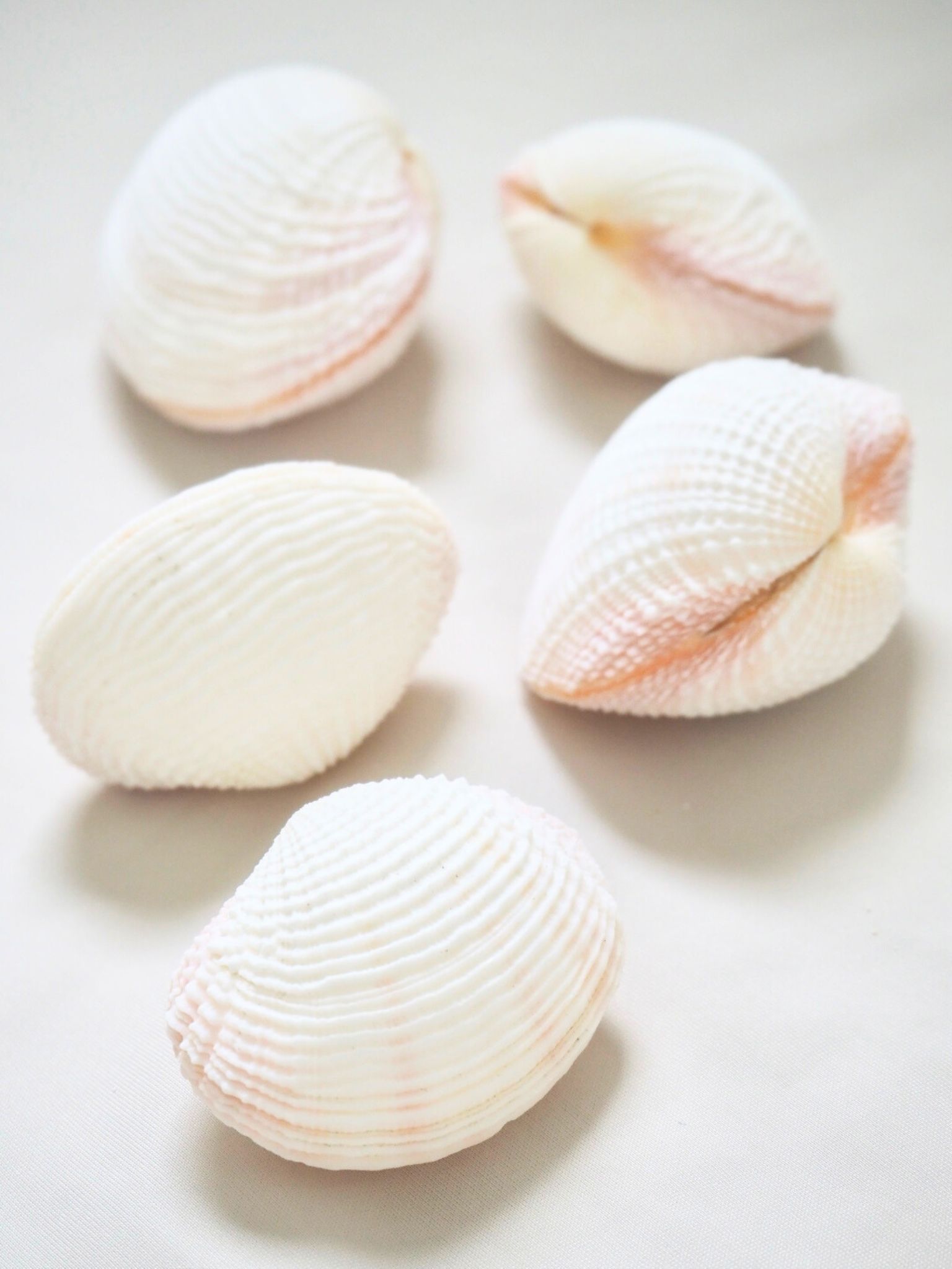 コダキアコクルス（チヂミカゴガイ）【約4.5～6.0ｃｍ/5個入】En:Codakia light (size: 4.5-6cm, per 5pcs) 貝殻