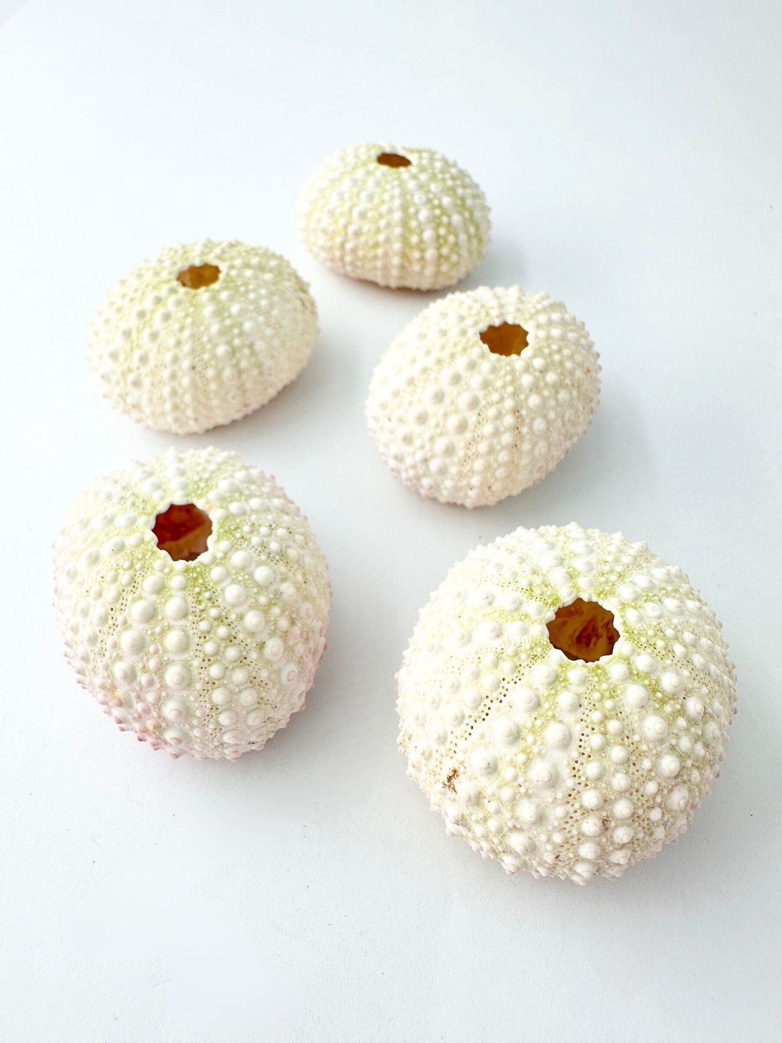 淡色ウーチン（ナガウニ）【4ｃｍ前後/5個入】 En:  Pink urchin -light pink- (size:4cm, per 5pcs) 貝殻