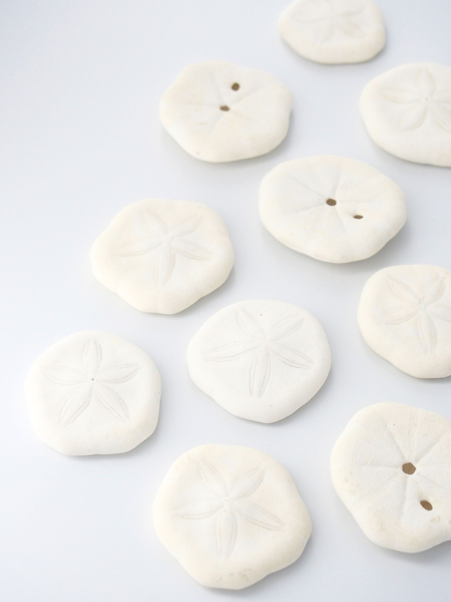 サンドドラー（ウスカシパン）【約3～4ｃｍ】　[メール便可-60個まで]    En: sand dollar (Size:3-4cm) 貝殻