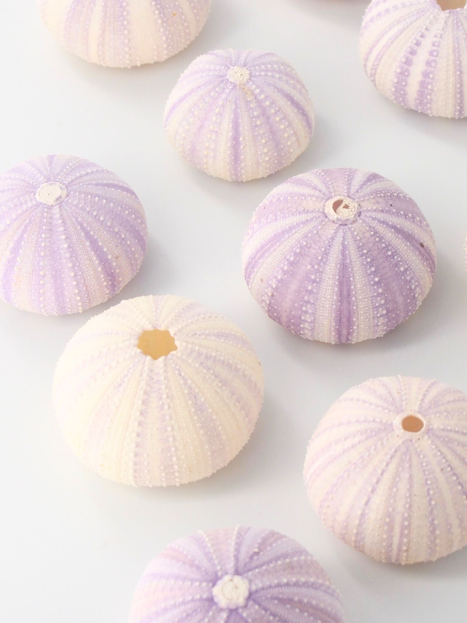 バイオレットウーチン（シラヒゲウニ）【約4～6ｃｍ】　En:  Colector urchin (Size:4-6cm)