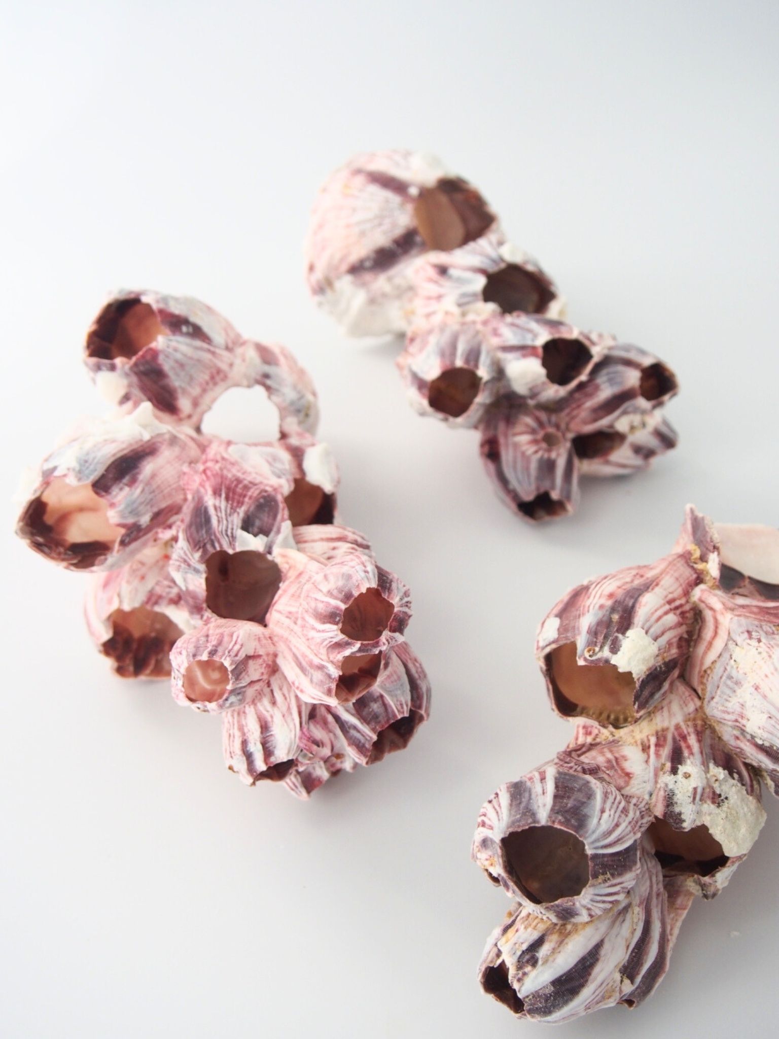 フジツボ【約12～14cm】 En: Barnacles (size:12-14cm) 貝殻