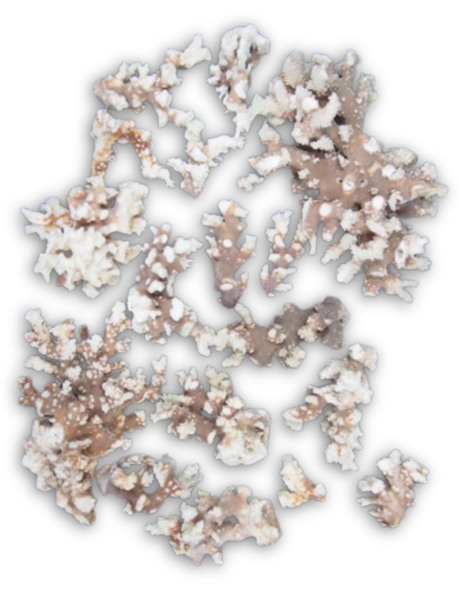 天然珊瑚(幹)【約7～25ｃｍ/約5ｋｇ】  - Not for overseas sale -