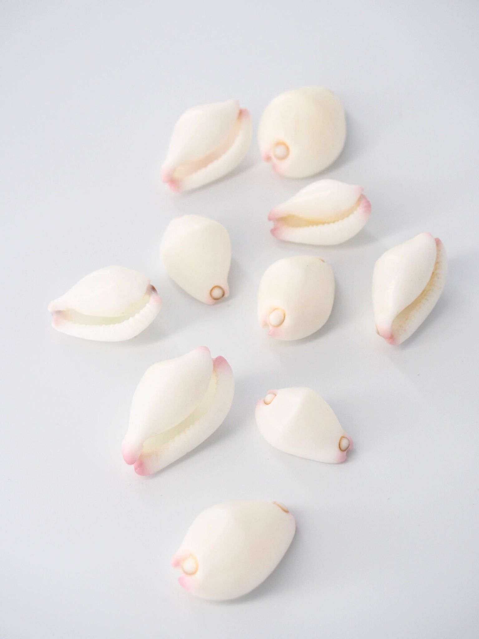 セムシウミウサギ【約2～3ｃｍ/5個】[メール便可-24袋まで]　En: Small Snow Cowrie  (Size:2-3cm, per 5pcs) 貝殻