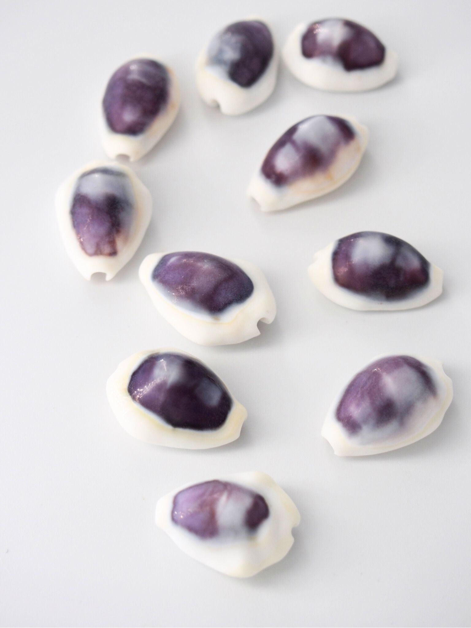 シプレアマニータパープルトップ【約1.5～2.5ｃｍ/10個】[メール便可-20袋まで] En: Cyprea moneta polished purple - (Size:1.5-2cm, per 10pcs) 貝殻