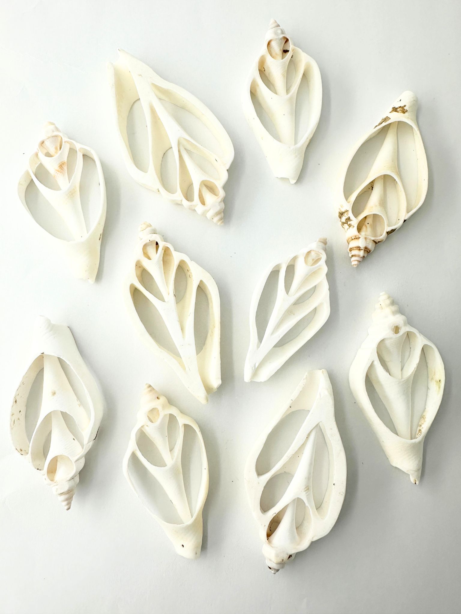カット カナリウム ホワイト(サザナミスイショウガイ)【6cm前後】[メール便可]En: Shell Cut, Canarium white
