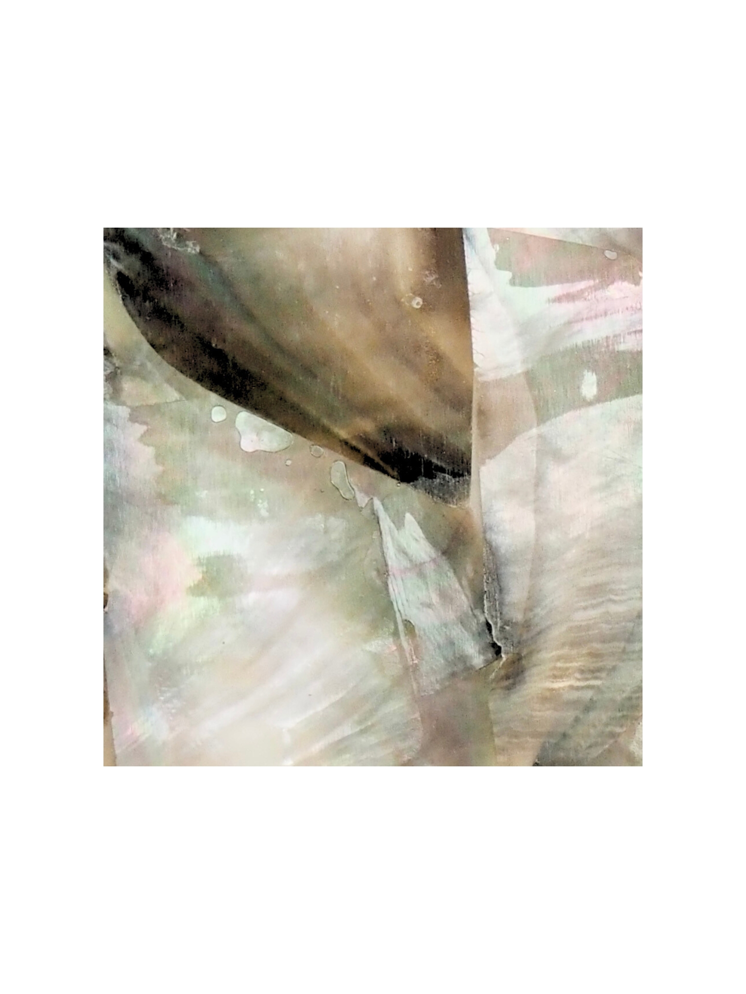 貝殻シート#23 ブラックリップ（クロチョウガイ）【4×4cm 厚さ0.18-0.2mm 】[メール便可] En: Shell veneer -black lip